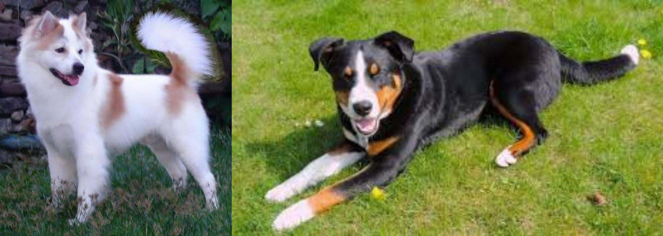 Thai Bangkaew Vs Appenzell Mountain Dog Breed Comparison