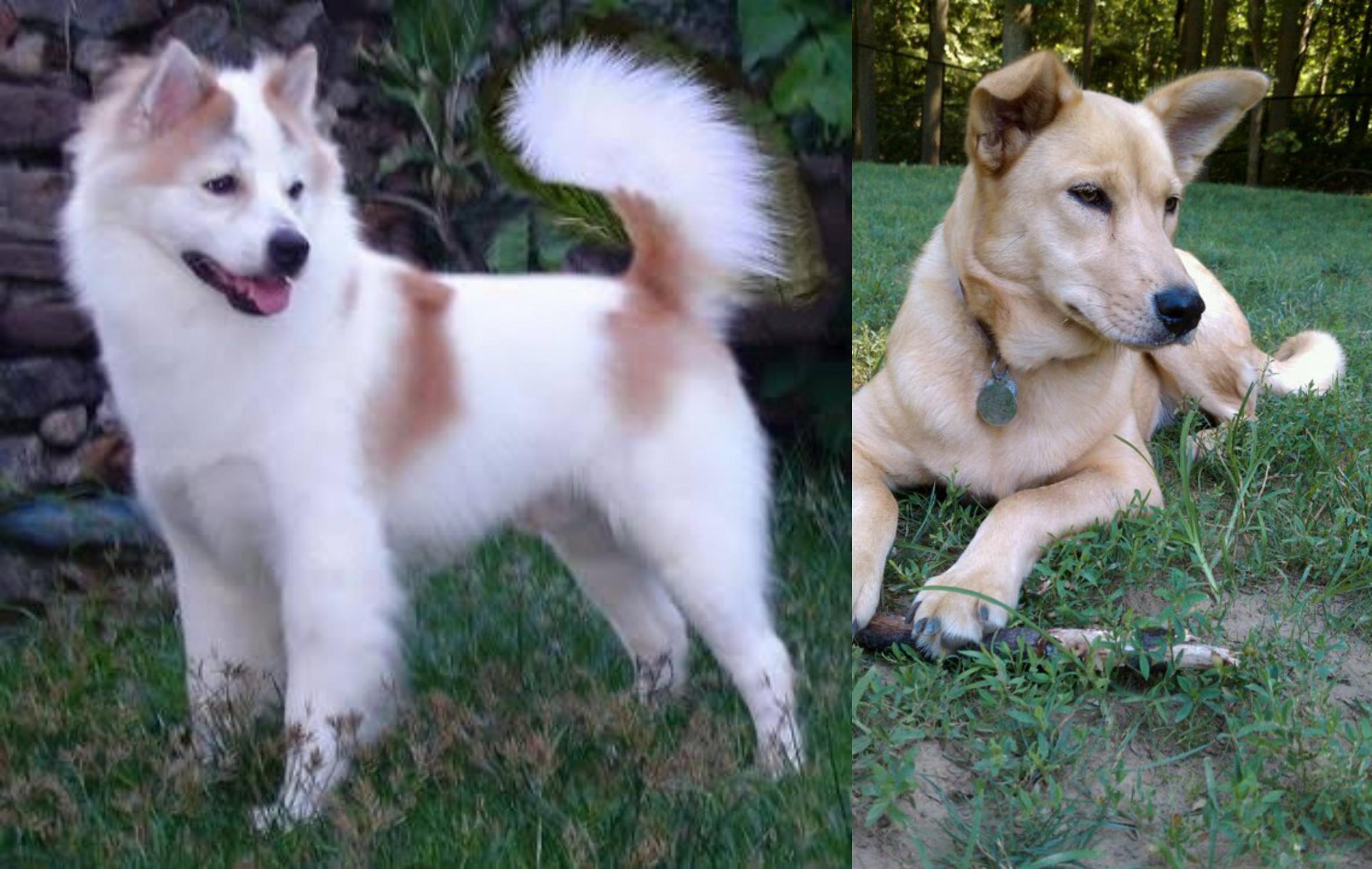 Thai Bangkaew Vs Carolina Dog Breed Comparison Mydogbreeds