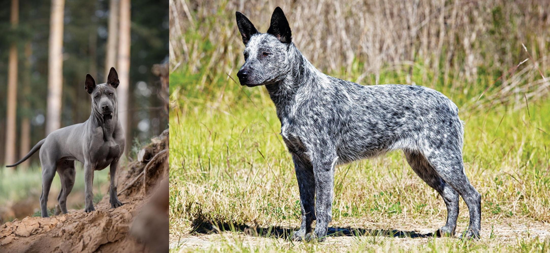 Thai Ridgeback Vs Australian Stumpy Tail Cattle Dog Breed Comparison
