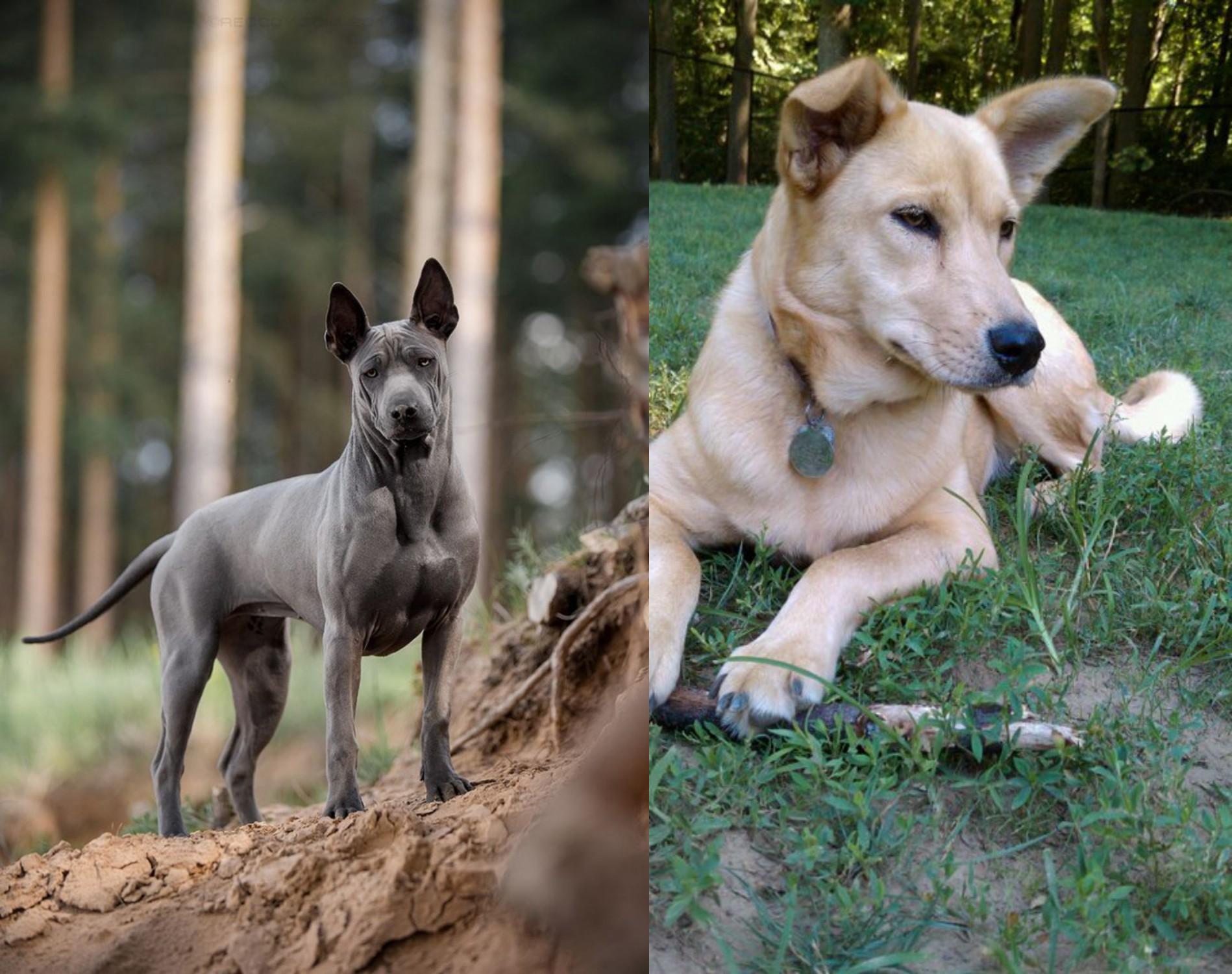 Thai Ridgeback Vs Carolina Dog Breed Comparison