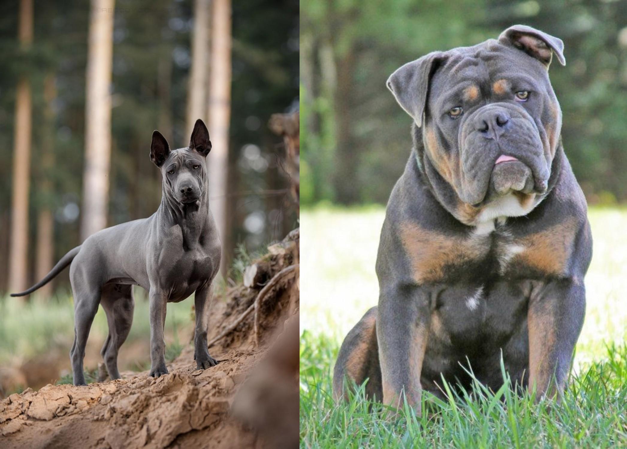 Thai Ridgeback Vs Olde English Bulldogge Breed Comparison