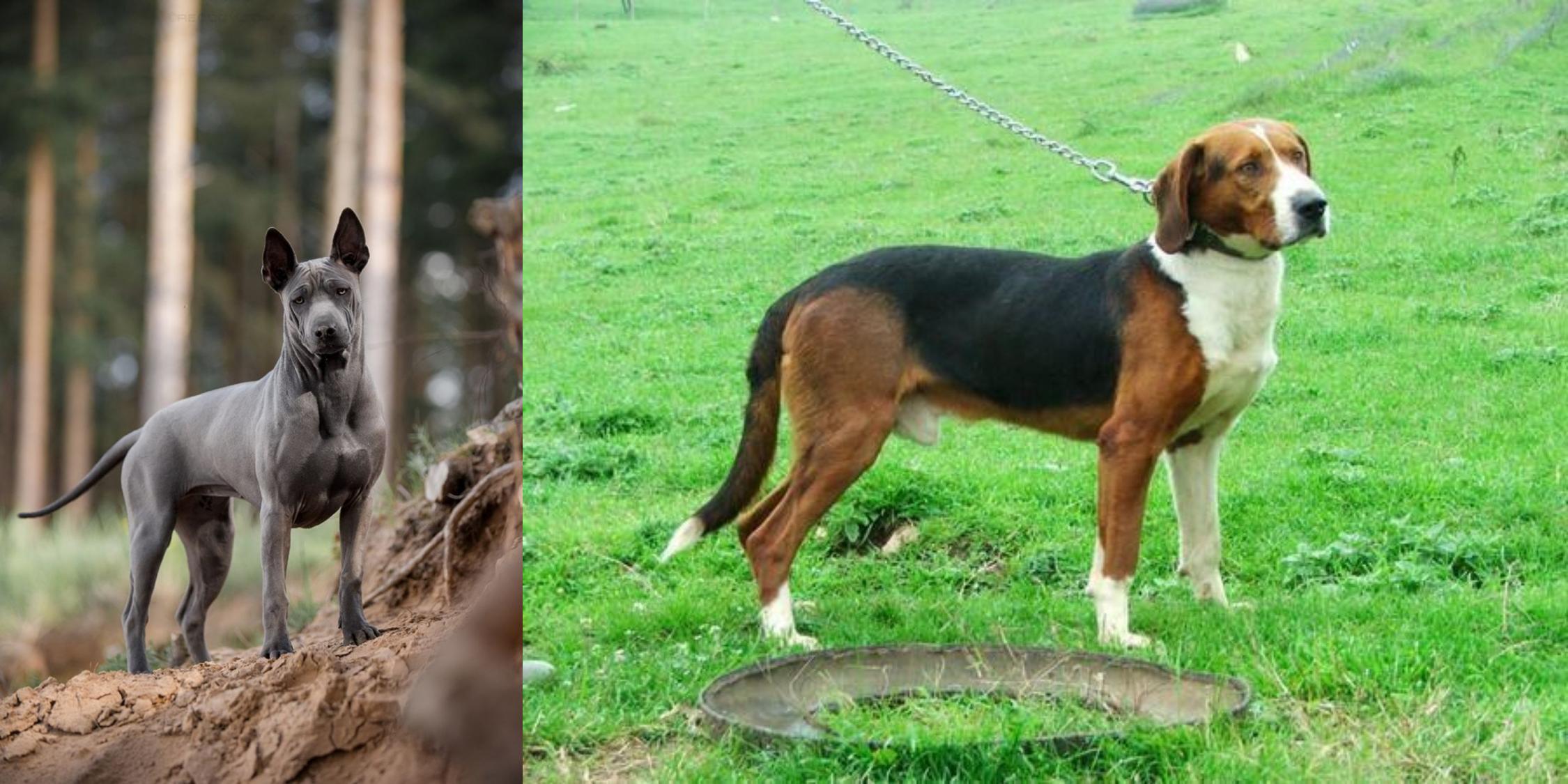 Thai Ridgeback Vs Serbian Tricolour Hound Breed Comparison