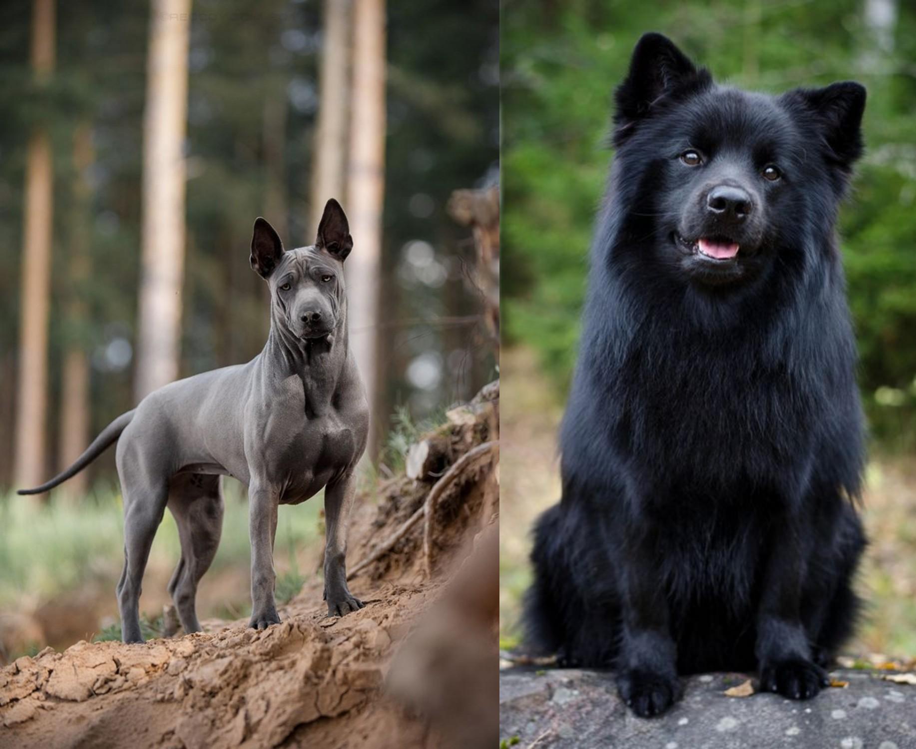 Thai Ridgeback Vs Swedish Lapphund Breed Comparison