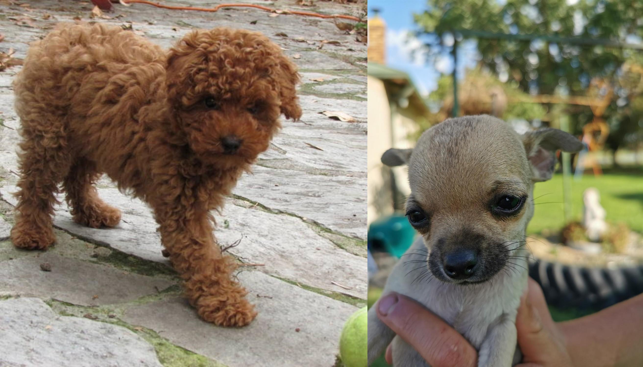 toy poodle chihuahua