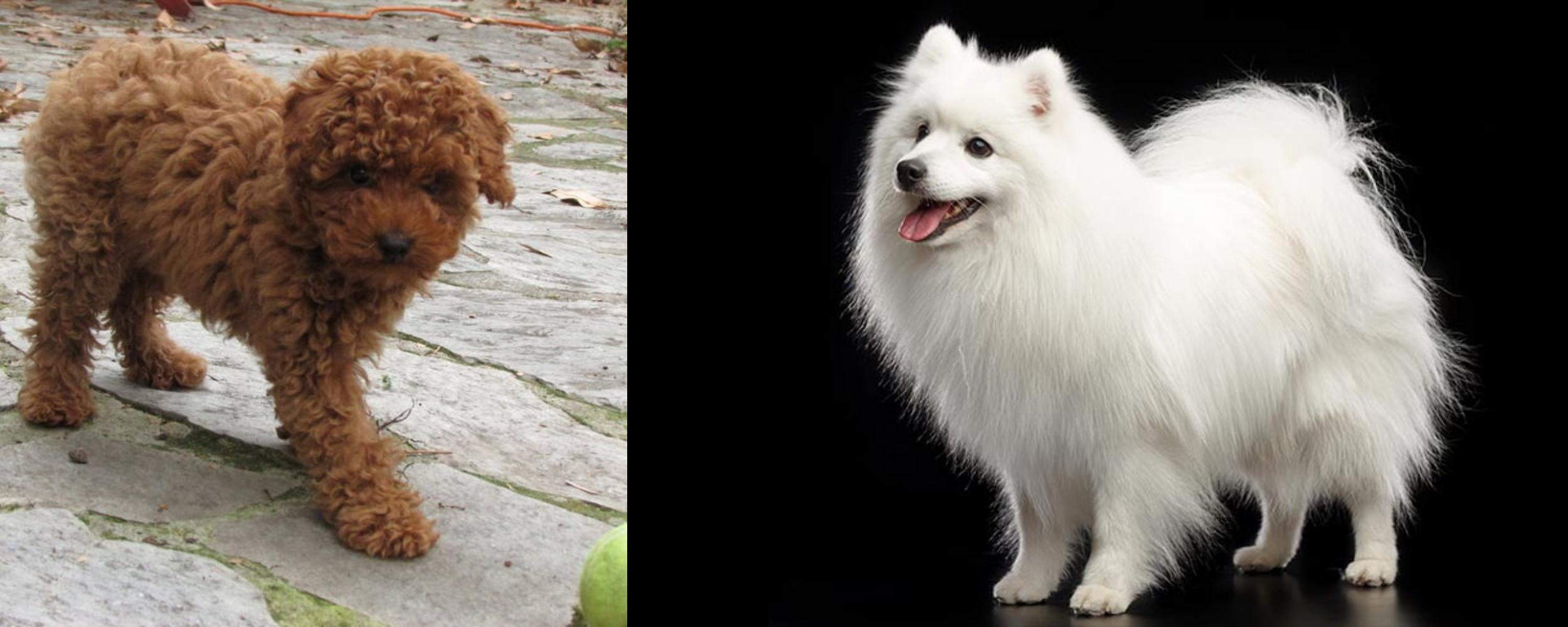 Toy Poodle Vs Japanese Spitz Breed Comparison Mydogbreeds