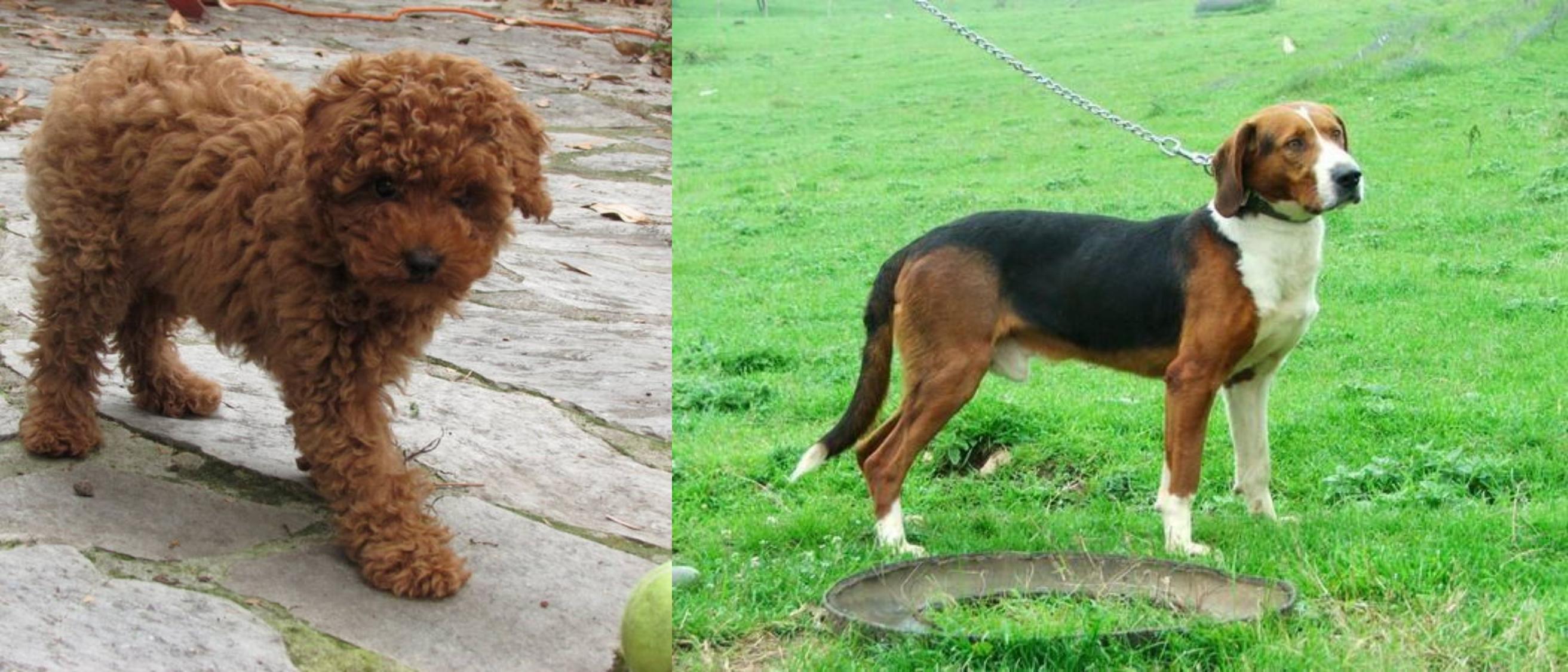 Toy Poodle Vs Serbian Tricolour Hound Breed Comparison
