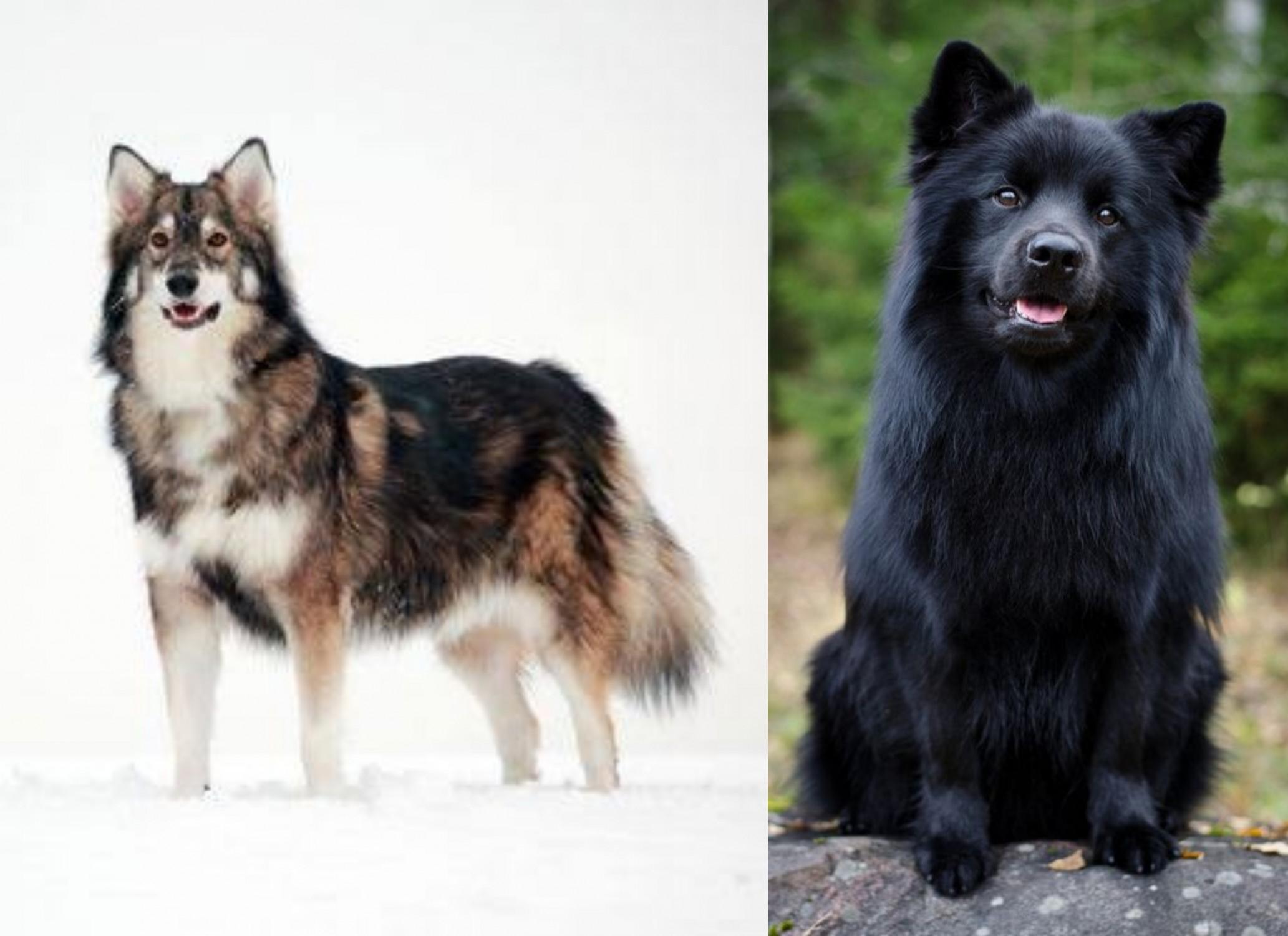 Utonagan Vs Swedish Lapphund Breed Comparison Mydogbreeds