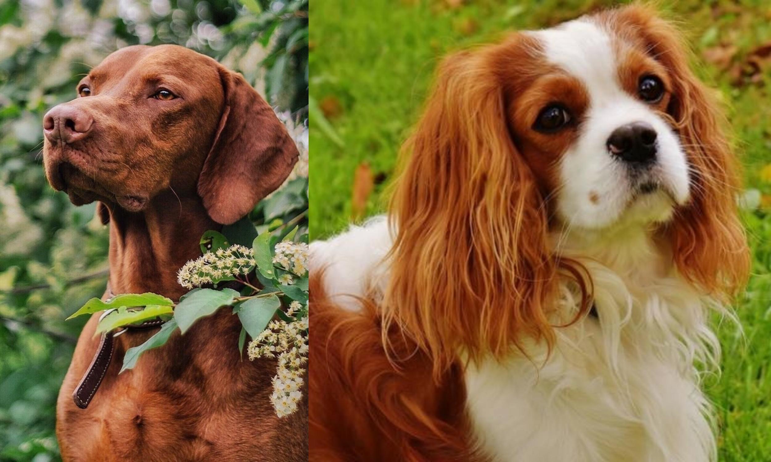 king charles spaniel hunting dog