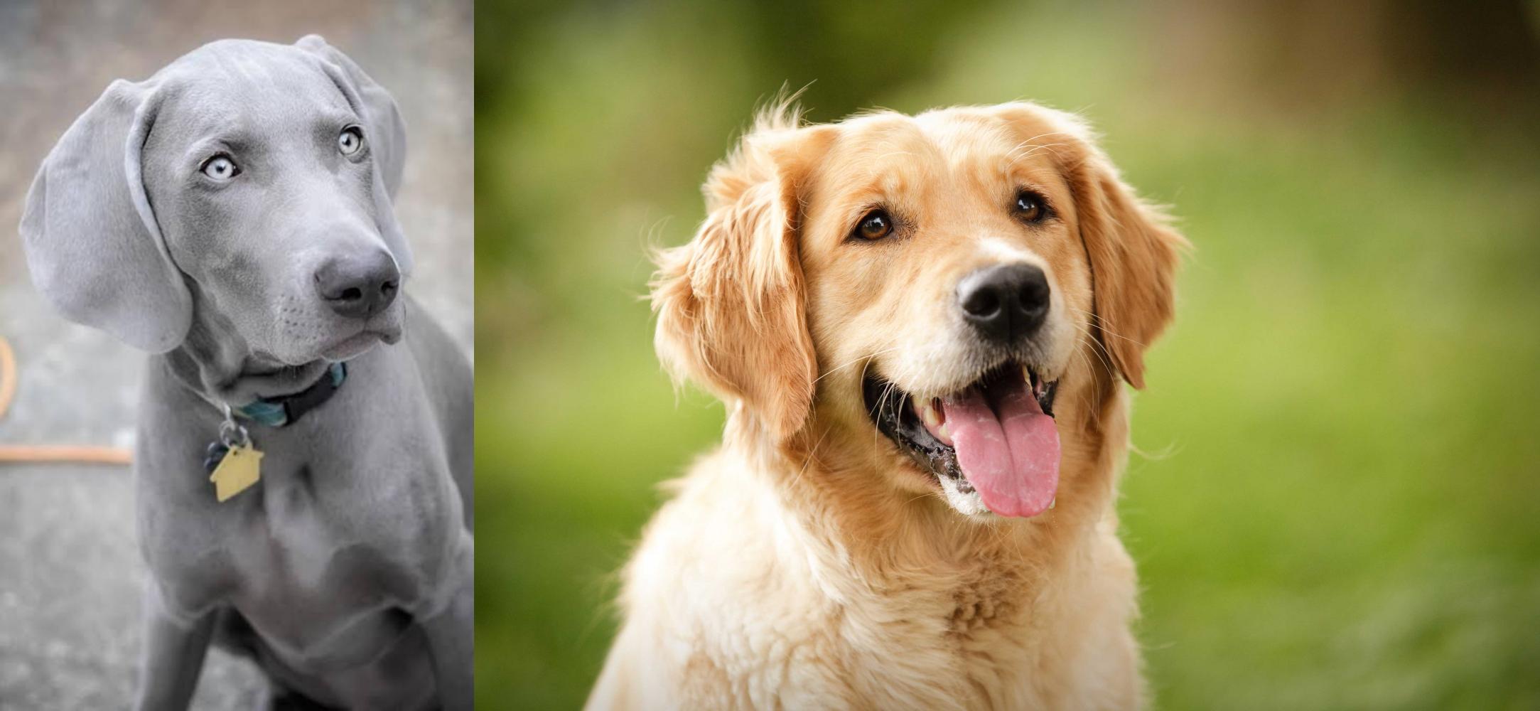 weimaraner x golden retriever
