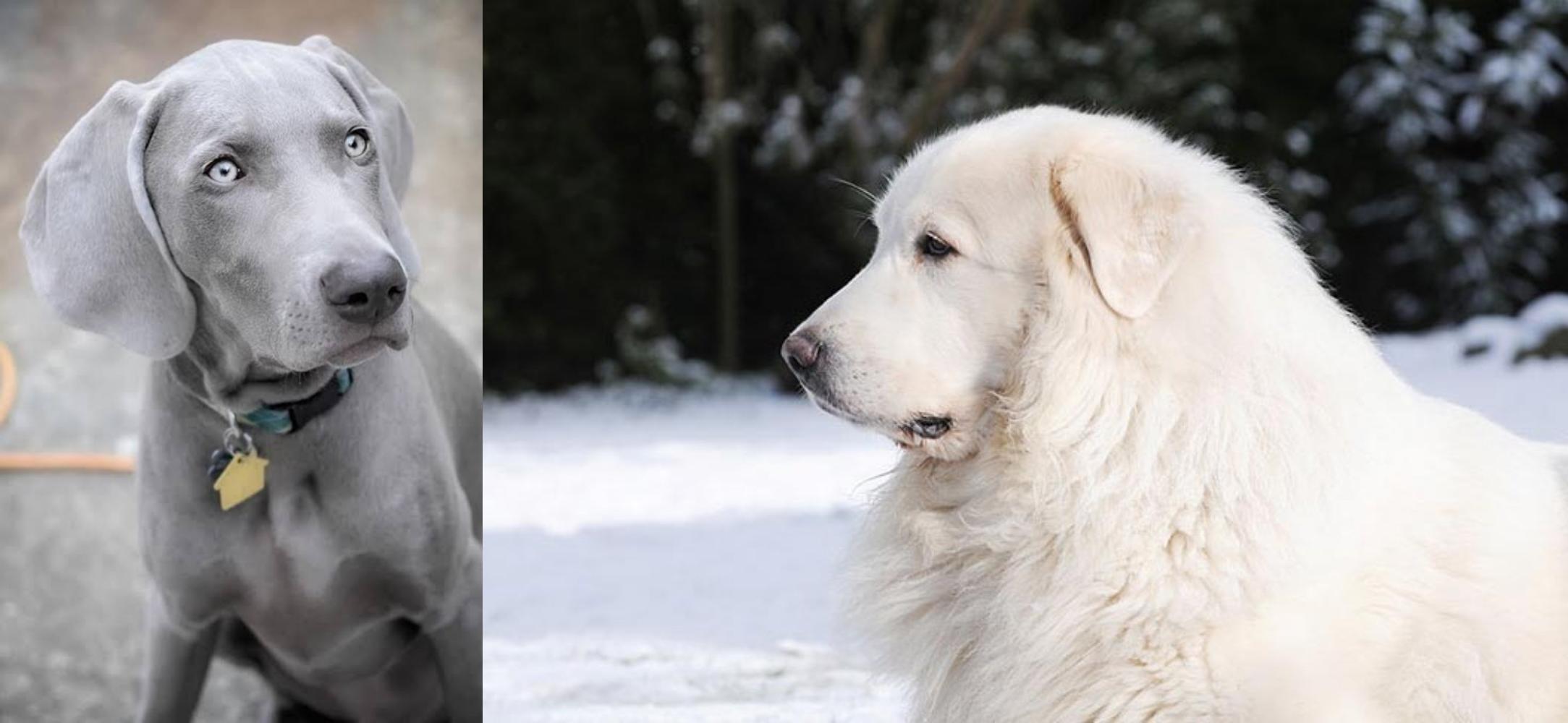 do great pyrenees have webbed feet