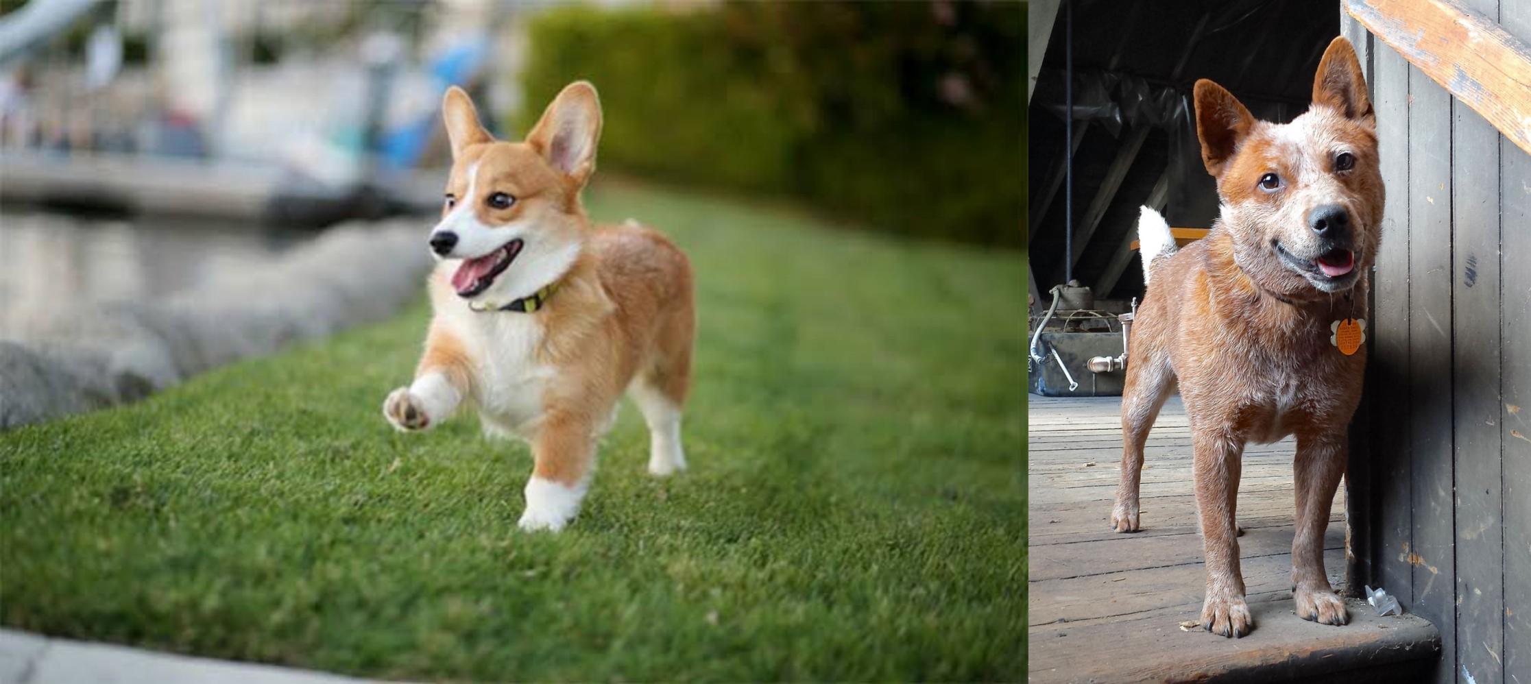 corgi heeler mix info