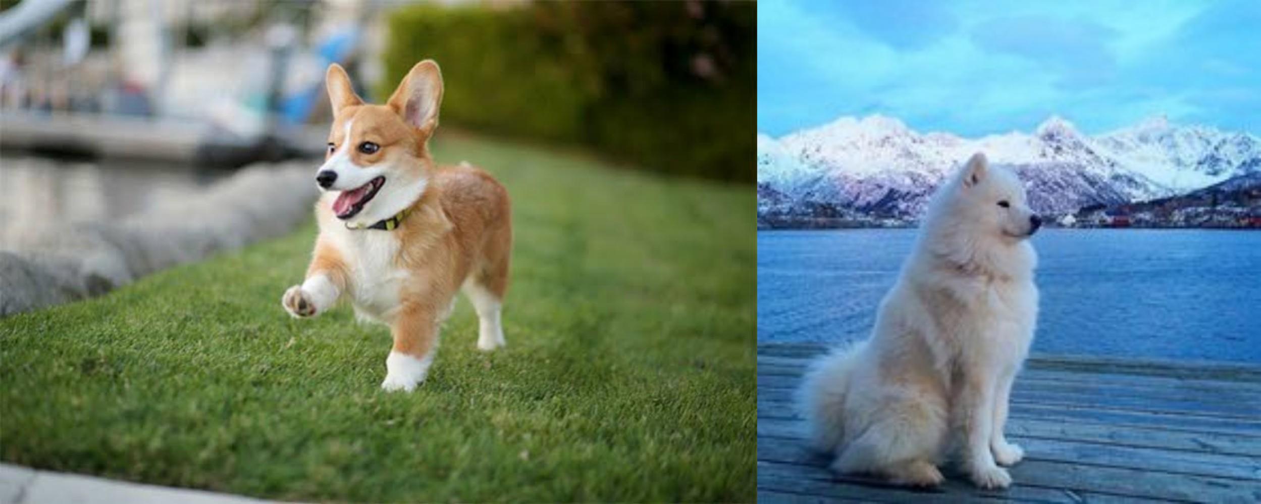 corgi samoyed