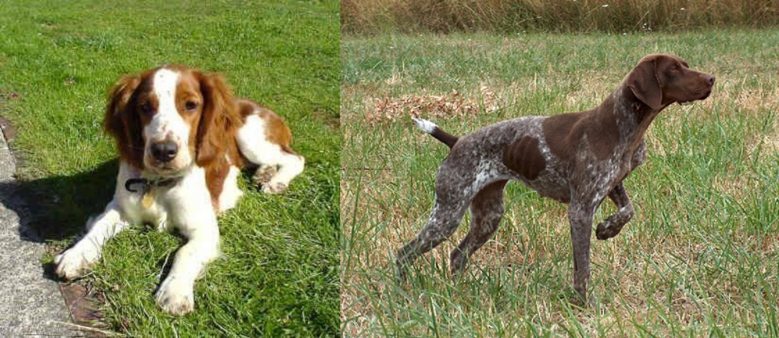 Welsh Springer Spaniel vs Braque Francais - Breed Comparison