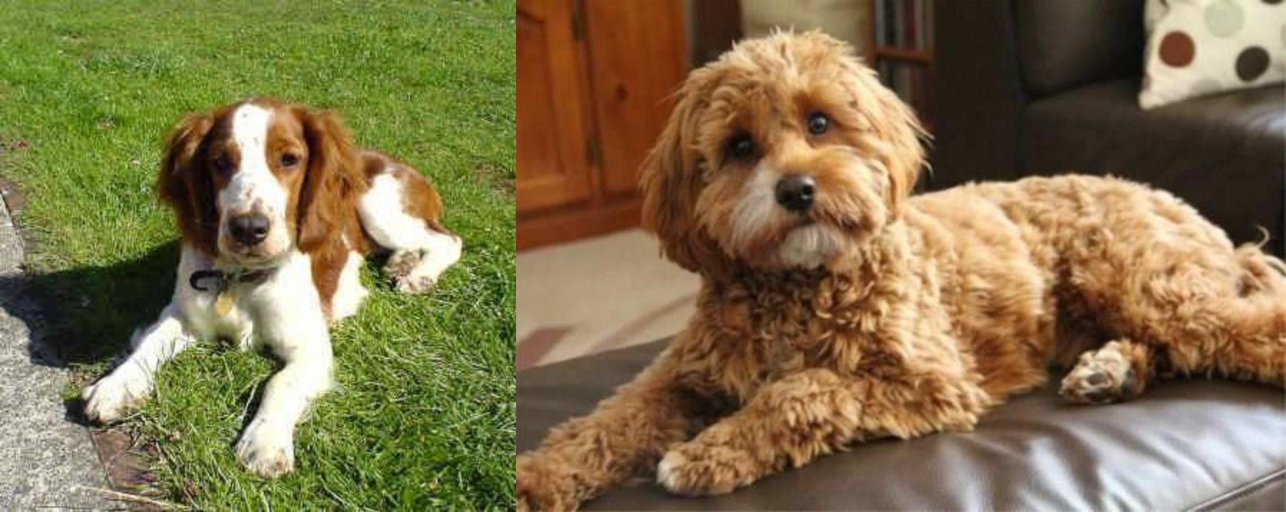 springer poodle cross