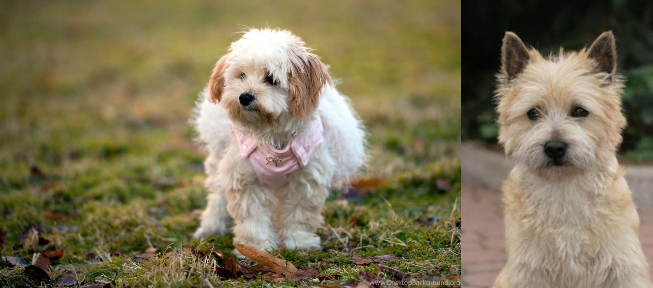 Cairn Terrier vs West Highland White Terrier Breed Comparison