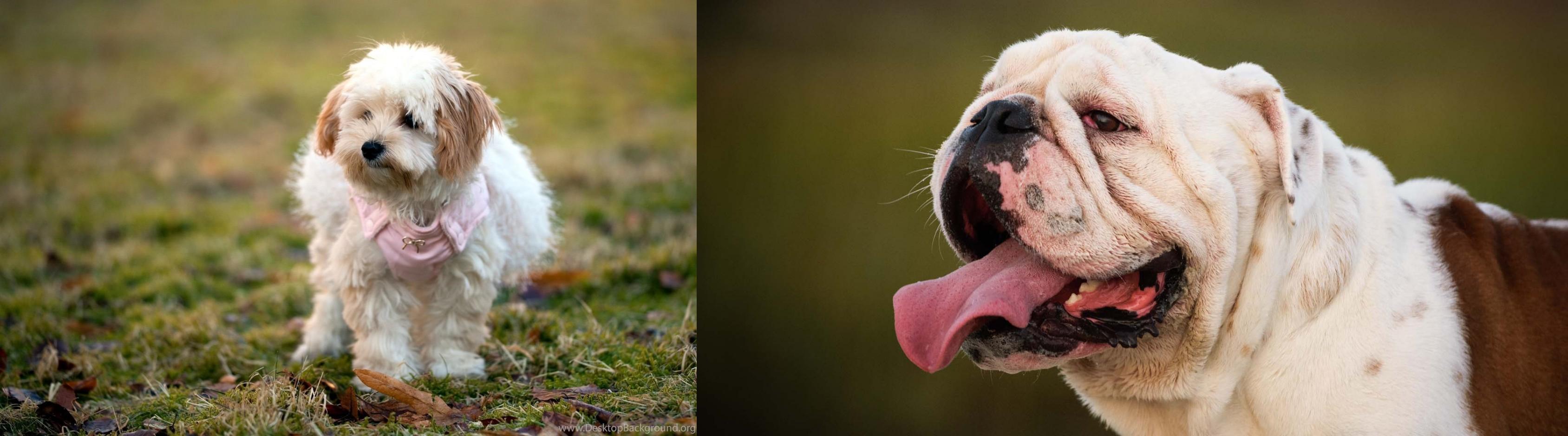 West Highland White Terrier Vs English Bulldog Breed Comparison