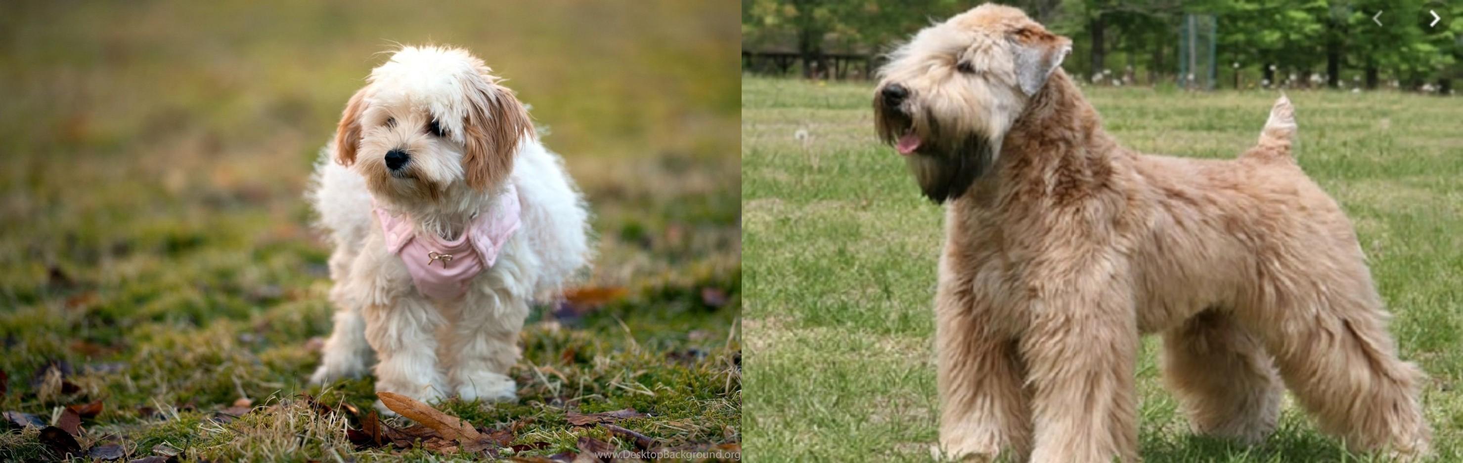 Wheaten Terrier vs West Highland White Terrier Breed Comparison