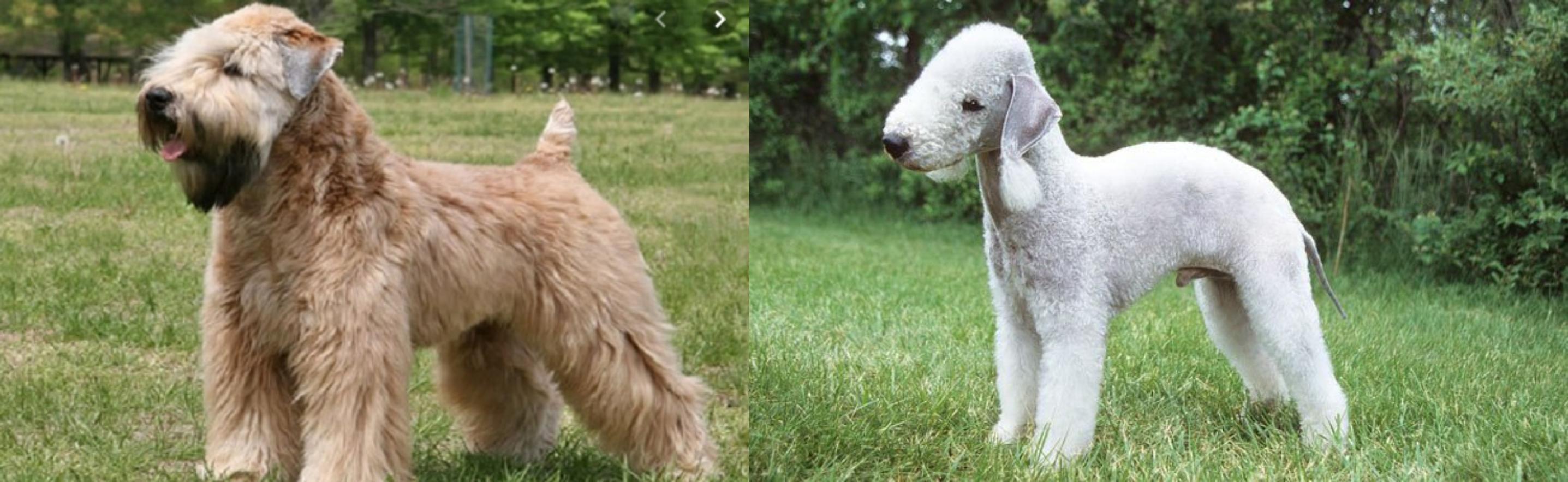 Wheaten Terrier vs Bedlington Terrier Breed Comparison