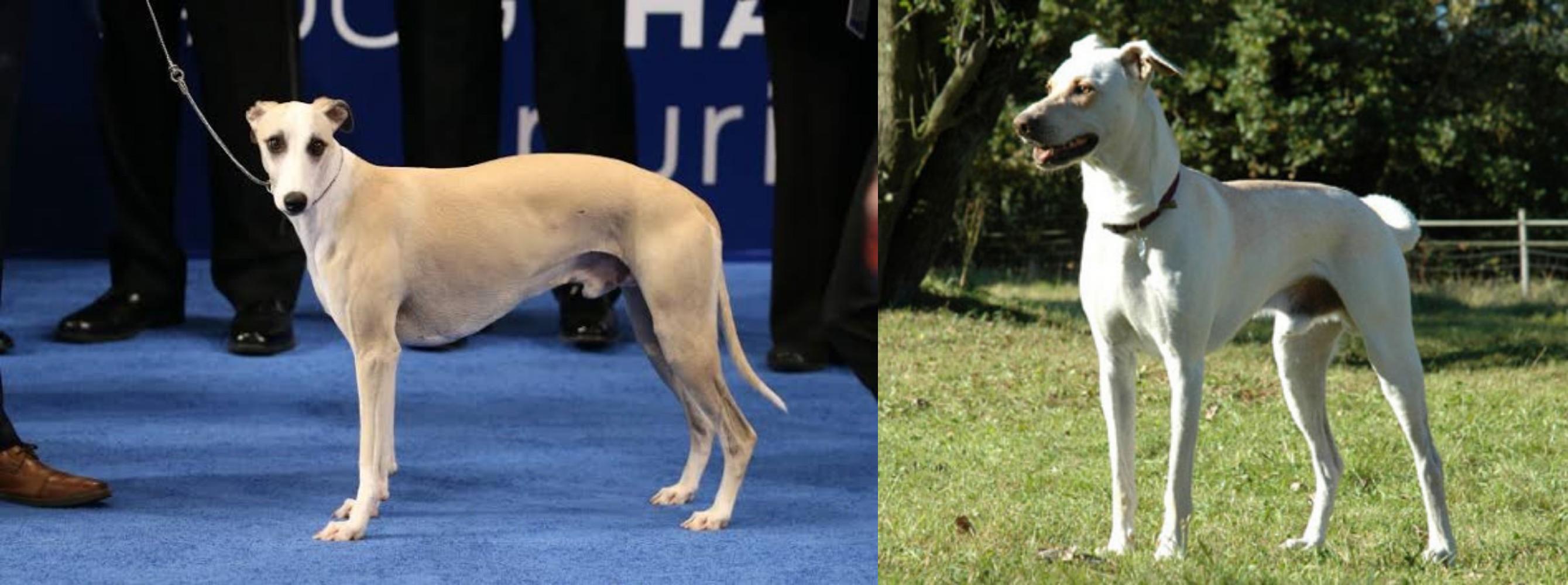 Whippet Vs Cretan Hound Breed Comparison Mydogbreeds