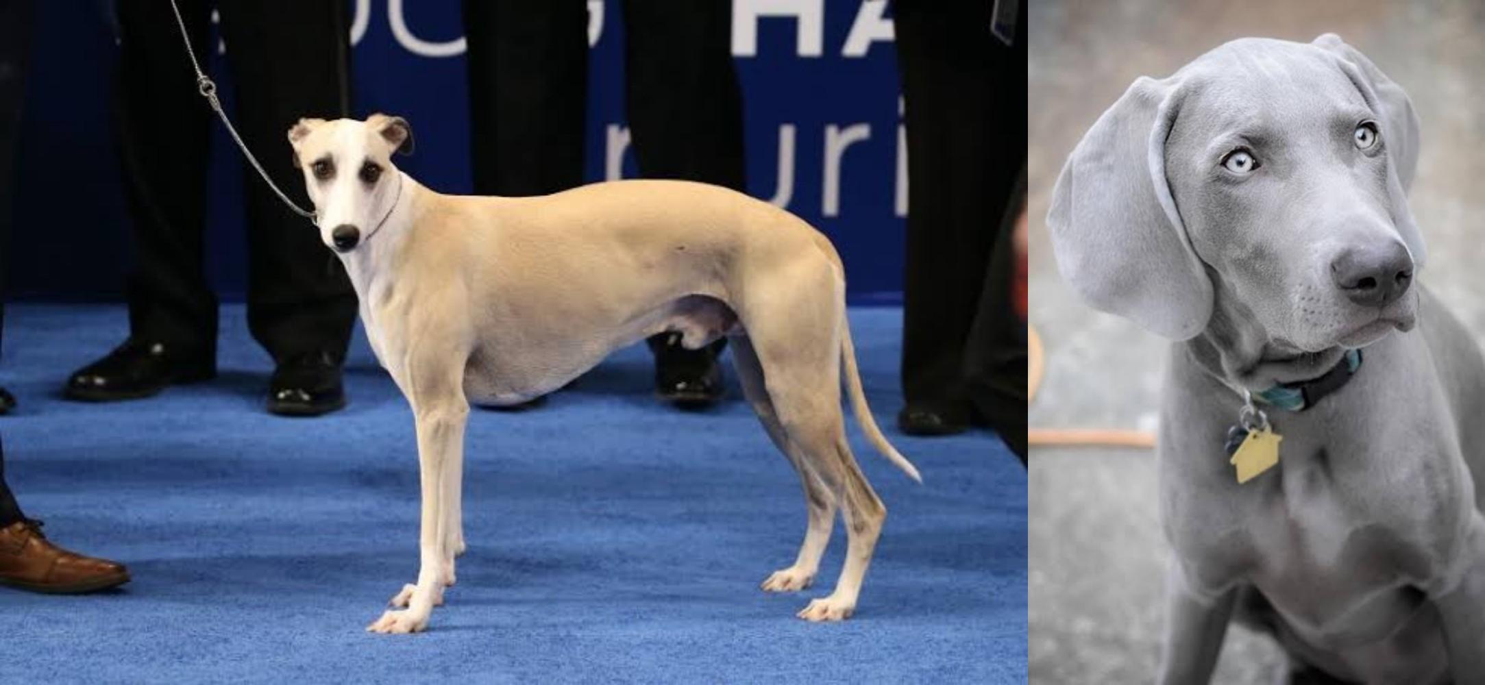 weimaraner whippet