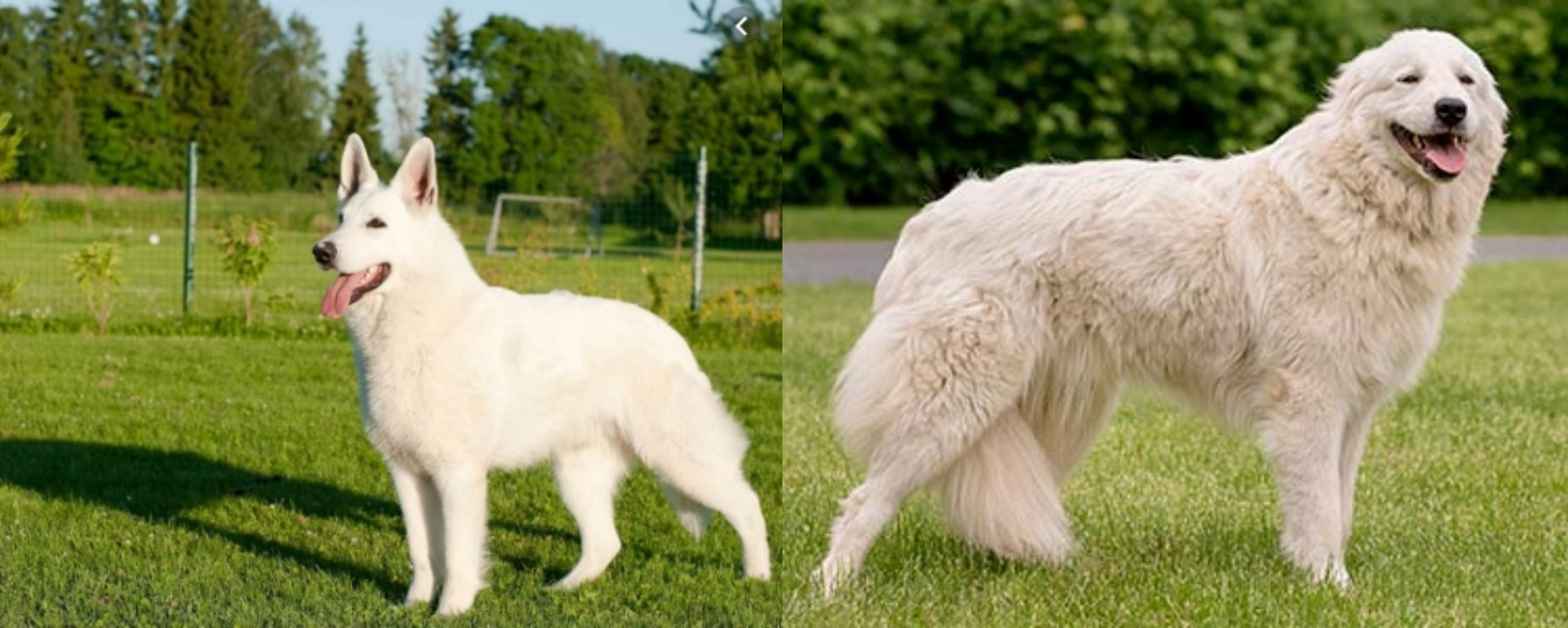White Shepherd Vs Maremma Sheepdog Breed Comparison