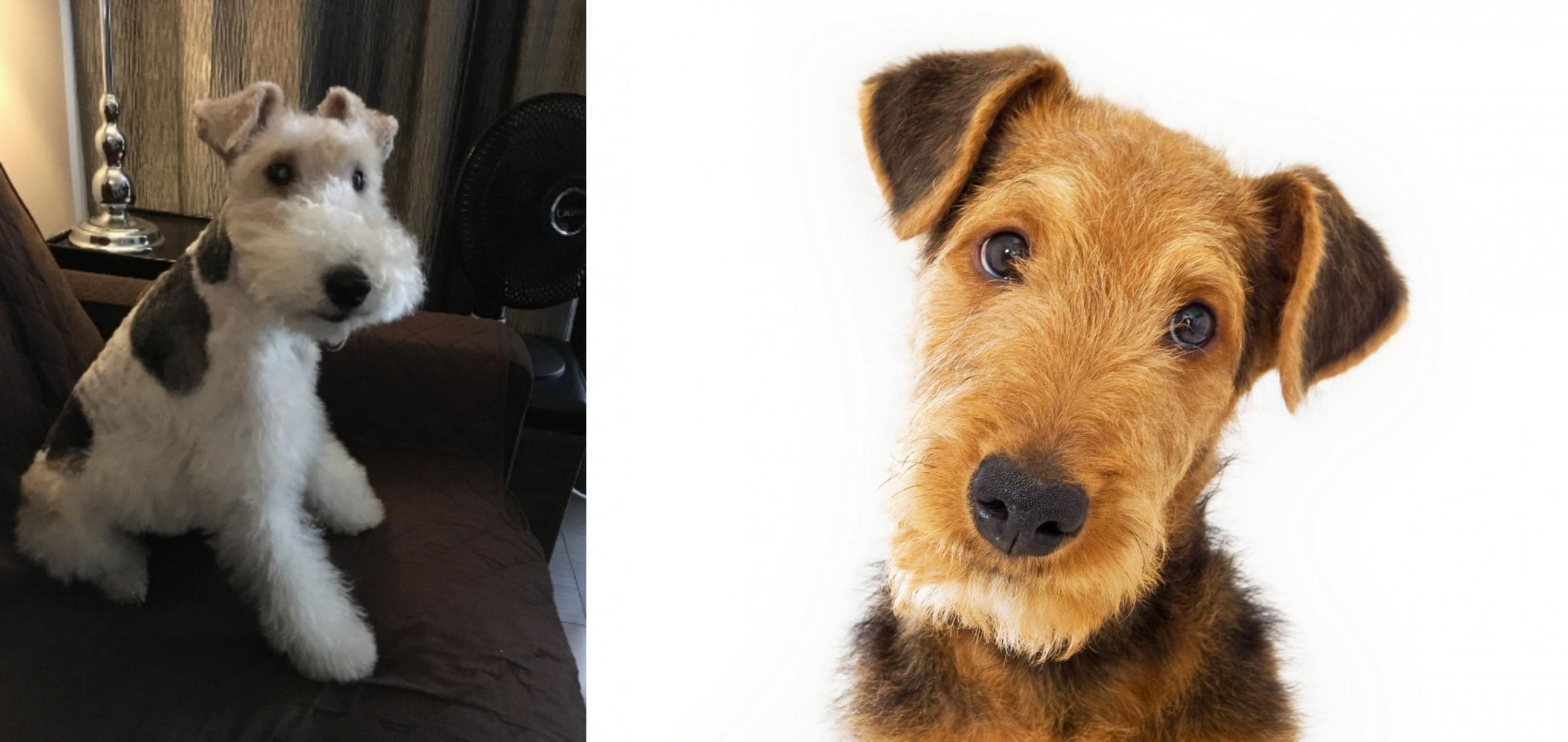 Wire Haired Fox Terrier vs Airedale Terrier - Breed Comparison
