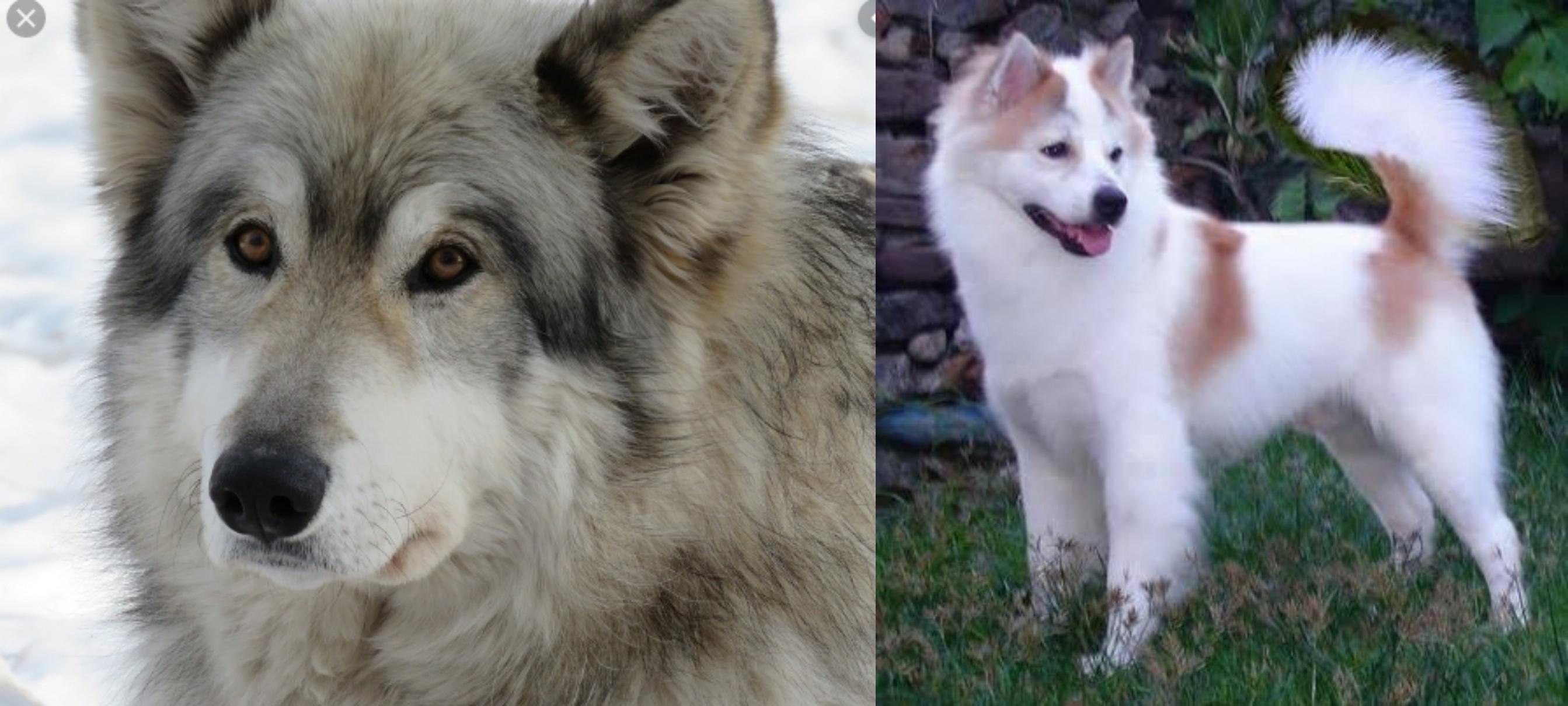 Wolfdog Vs Thai Bangkaew Breed Comparison Mydogbreeds