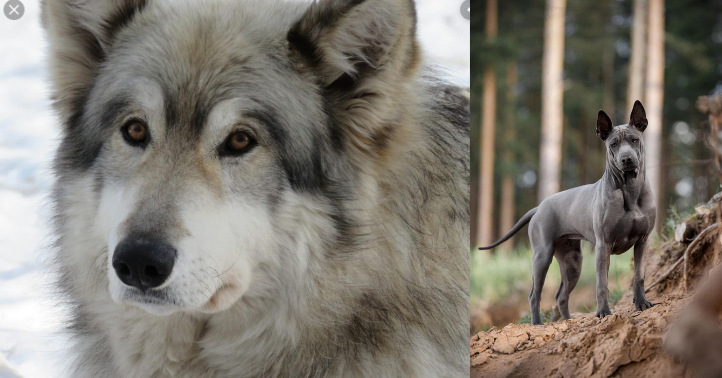 Wolfdog Vs Thai Ridgeback Breed Comparison Mydogbreeds