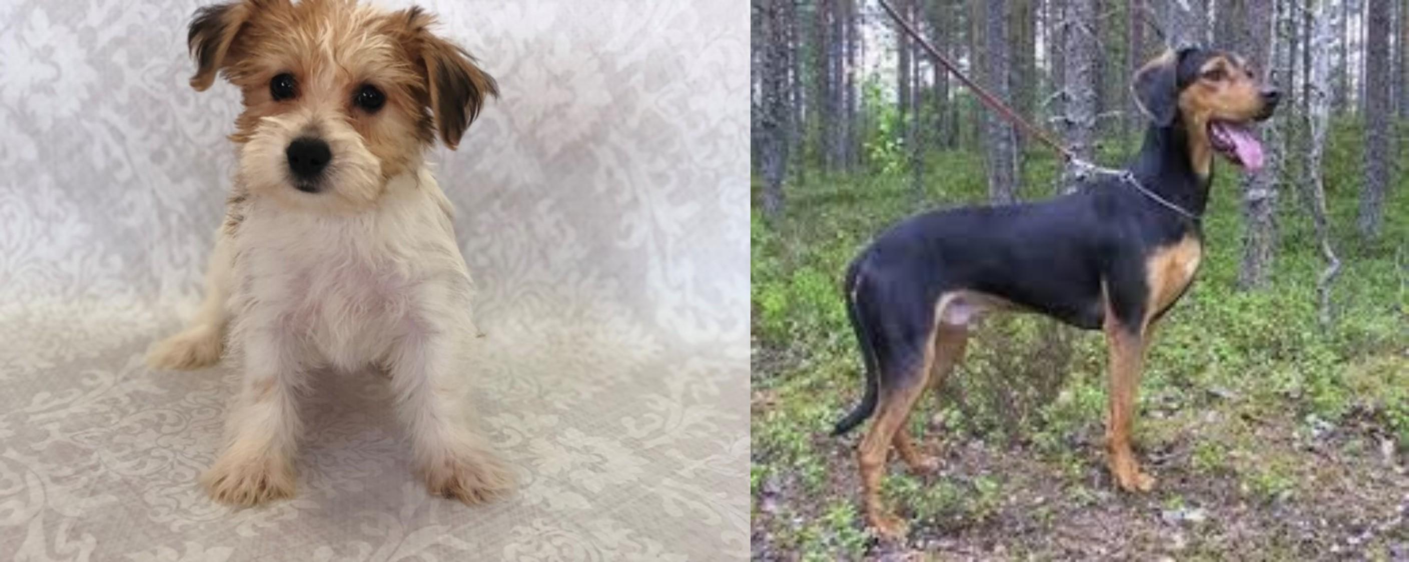Yochon Vs Greek Harehound Breed Comparison Mydogbreeds