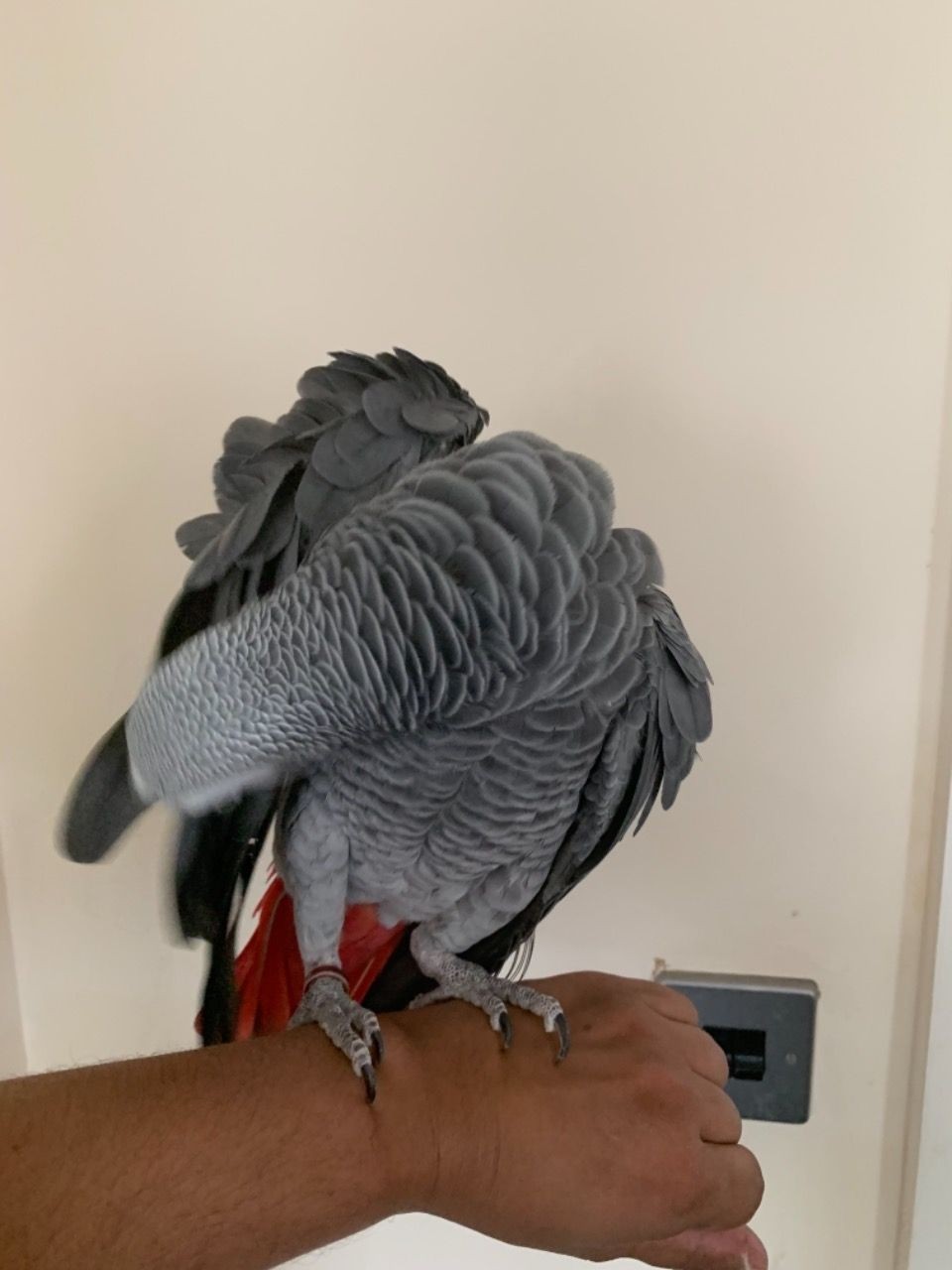 African Grey Birds For Sale | New York, NY #326601