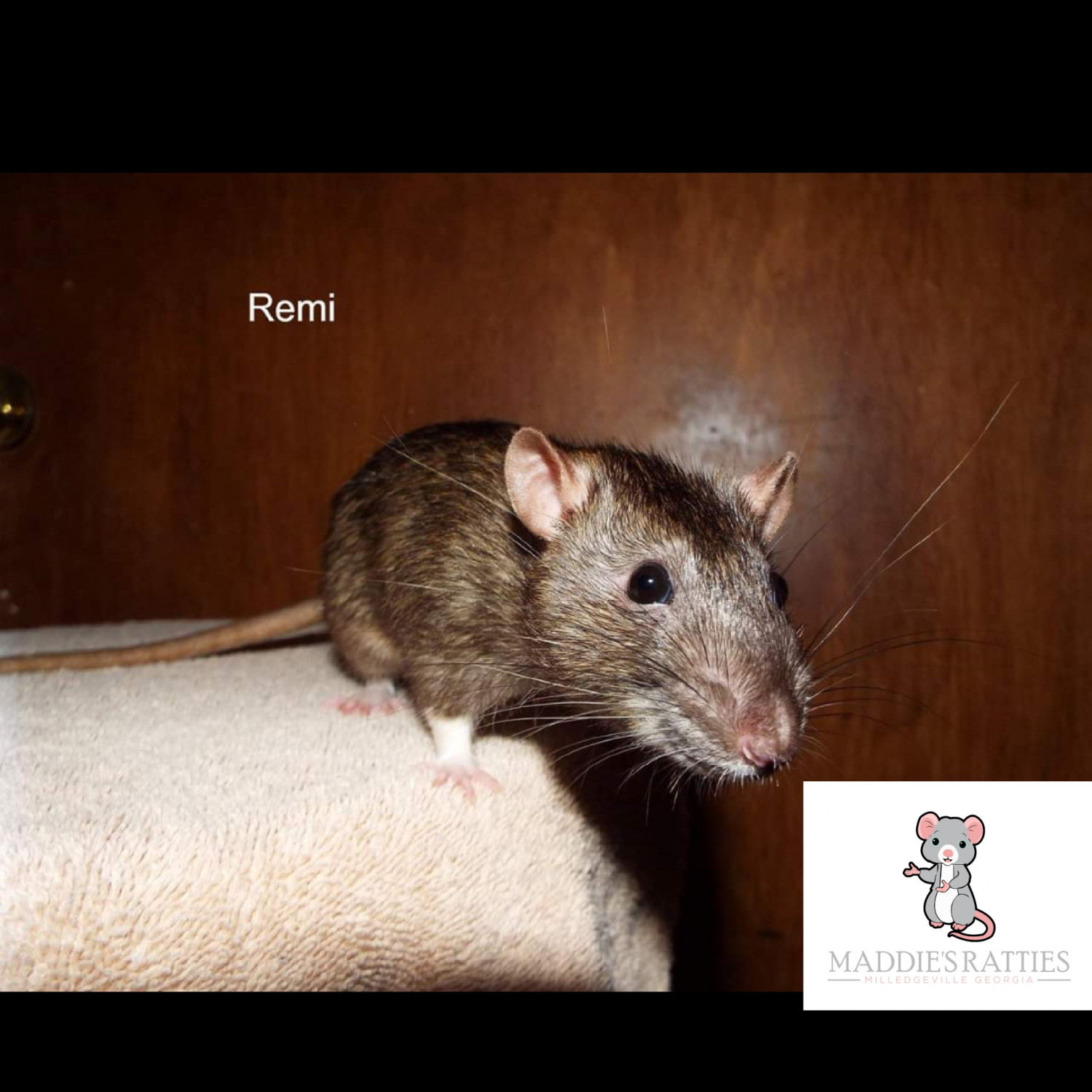 Agouti Rodents For Sale Milledgeville, GA 290168