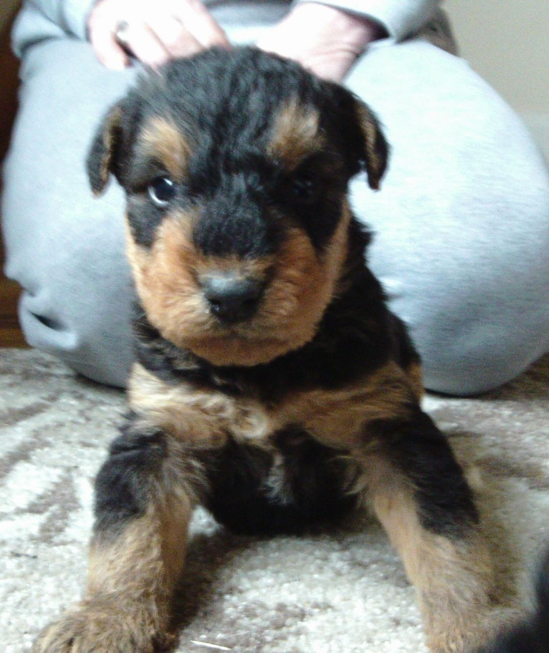Airedale Terrier Puppies For Sale Hamilton, OH 177248