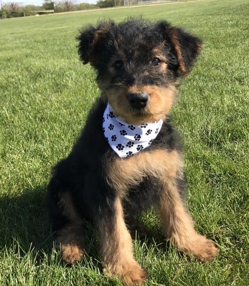 Airedale Terrier Puppies For Sale Cincinnati, OH 216948