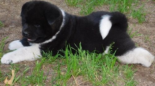 Akita Puppies For Sale Baltimore, MD 217168 Petzlover
