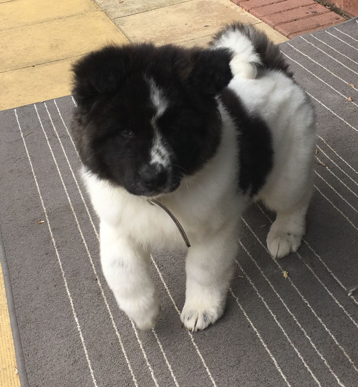 Akita Puppies For Sale Maryland Line, MD 229784