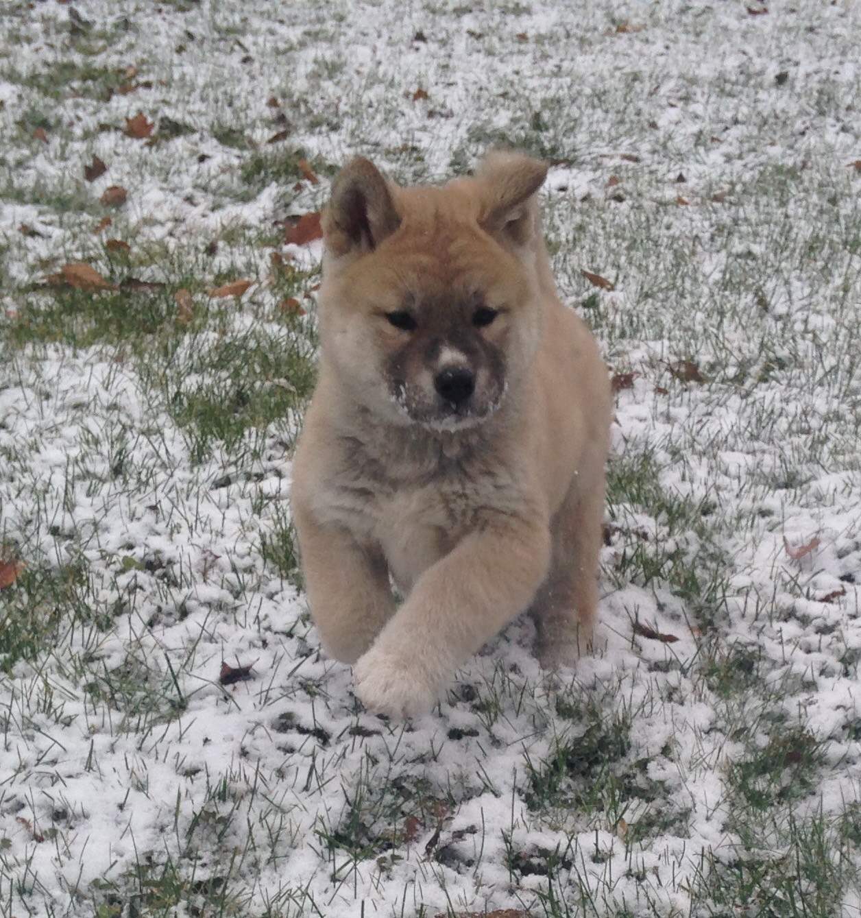 Akita Puppies For Sale | Coshocton, OH #254639 | Petzlover