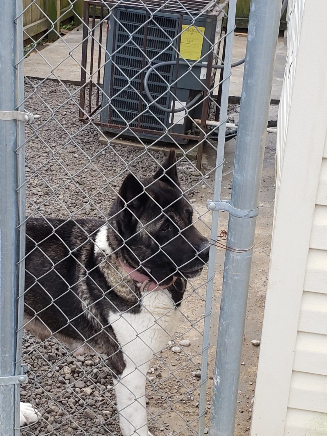 Akita Puppies For Sale | Memphis, TN #325009 | Petzlover