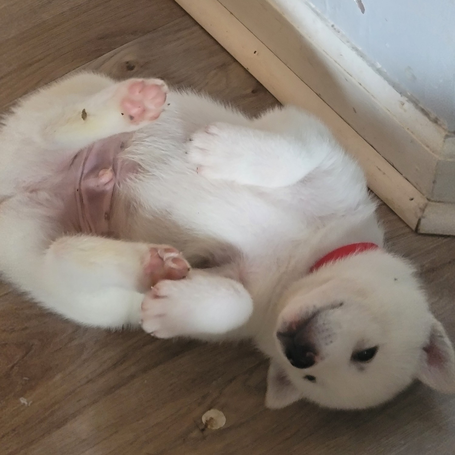 Akita Puppies For Sale Charleston, SC 337295 Petzlover