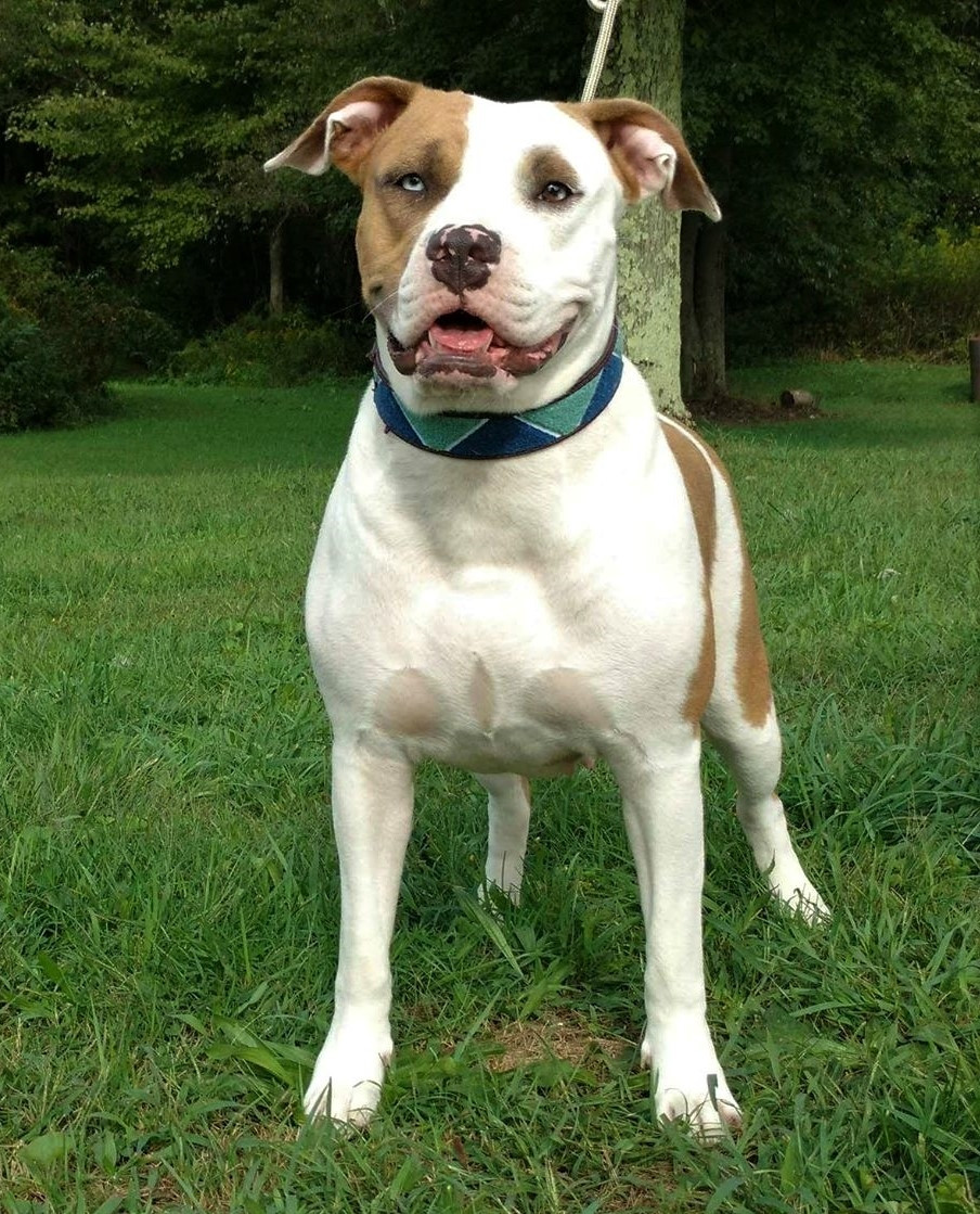 Alapaha Blue Blood Bulldog Puppies For Sale Shelocta, PA