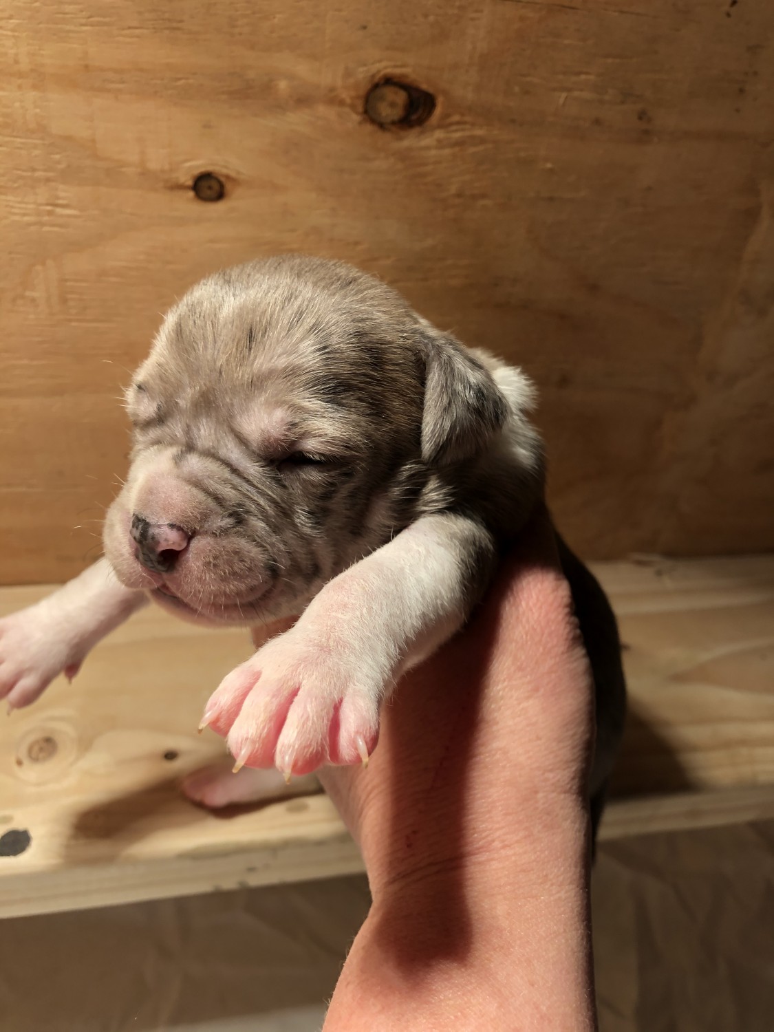 Alapaha Blue Blood Bulldog Puppies For Sale Hardin, MT