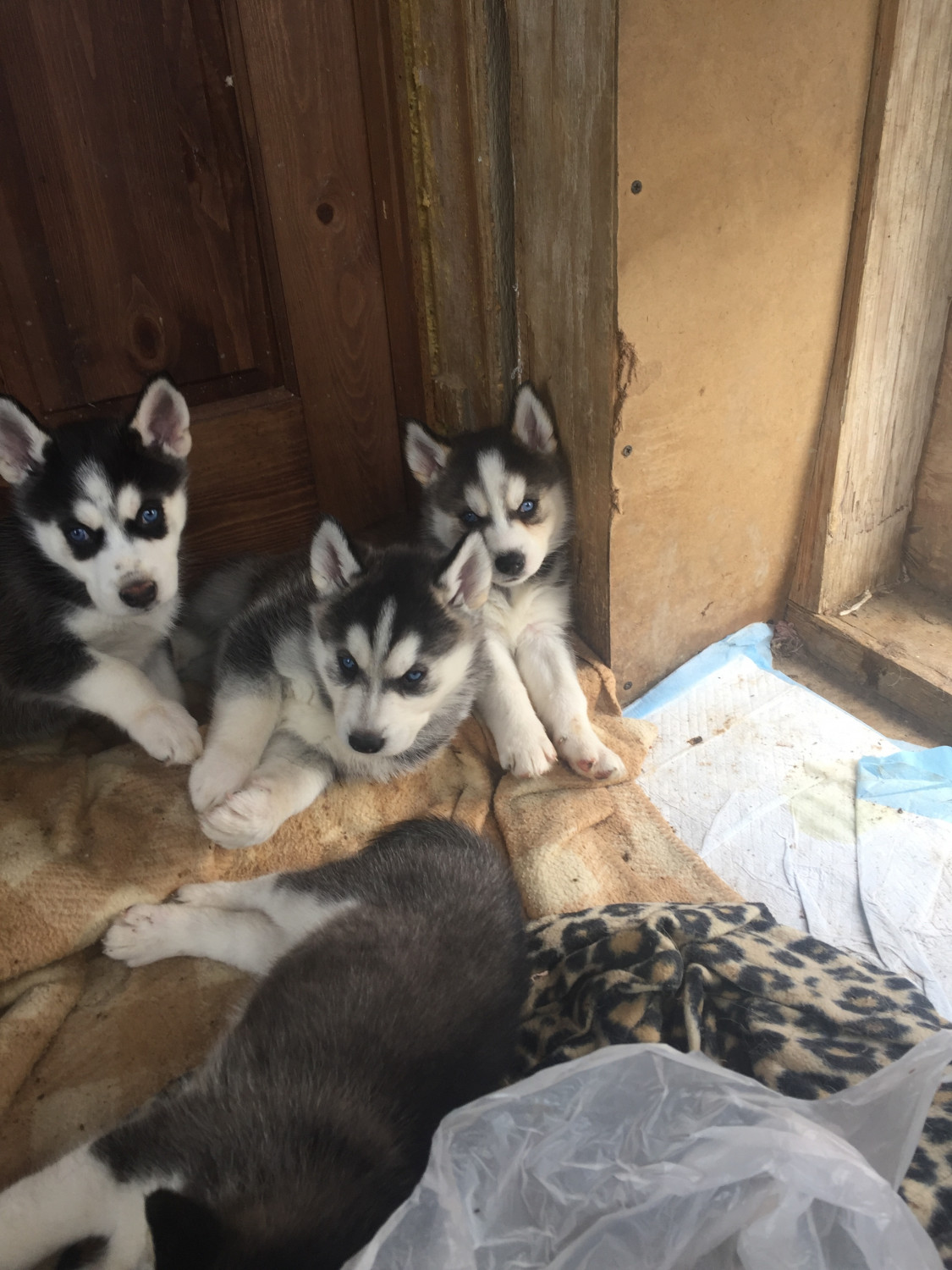Alaskan Husky Puppies For Sale Keenesburg, CO 297780