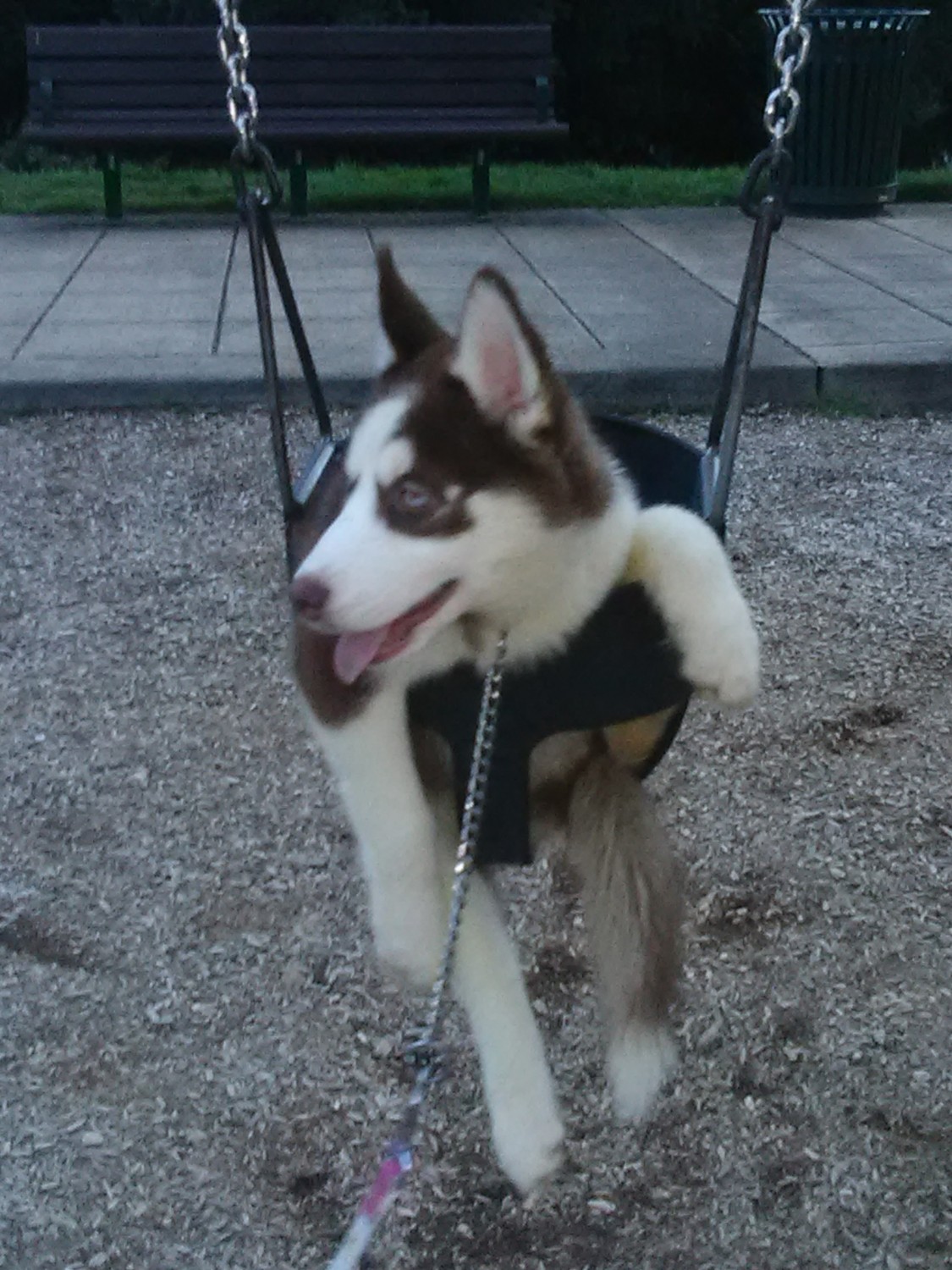 Alaskan Husky Puppies For Sale Salem, OR 304960