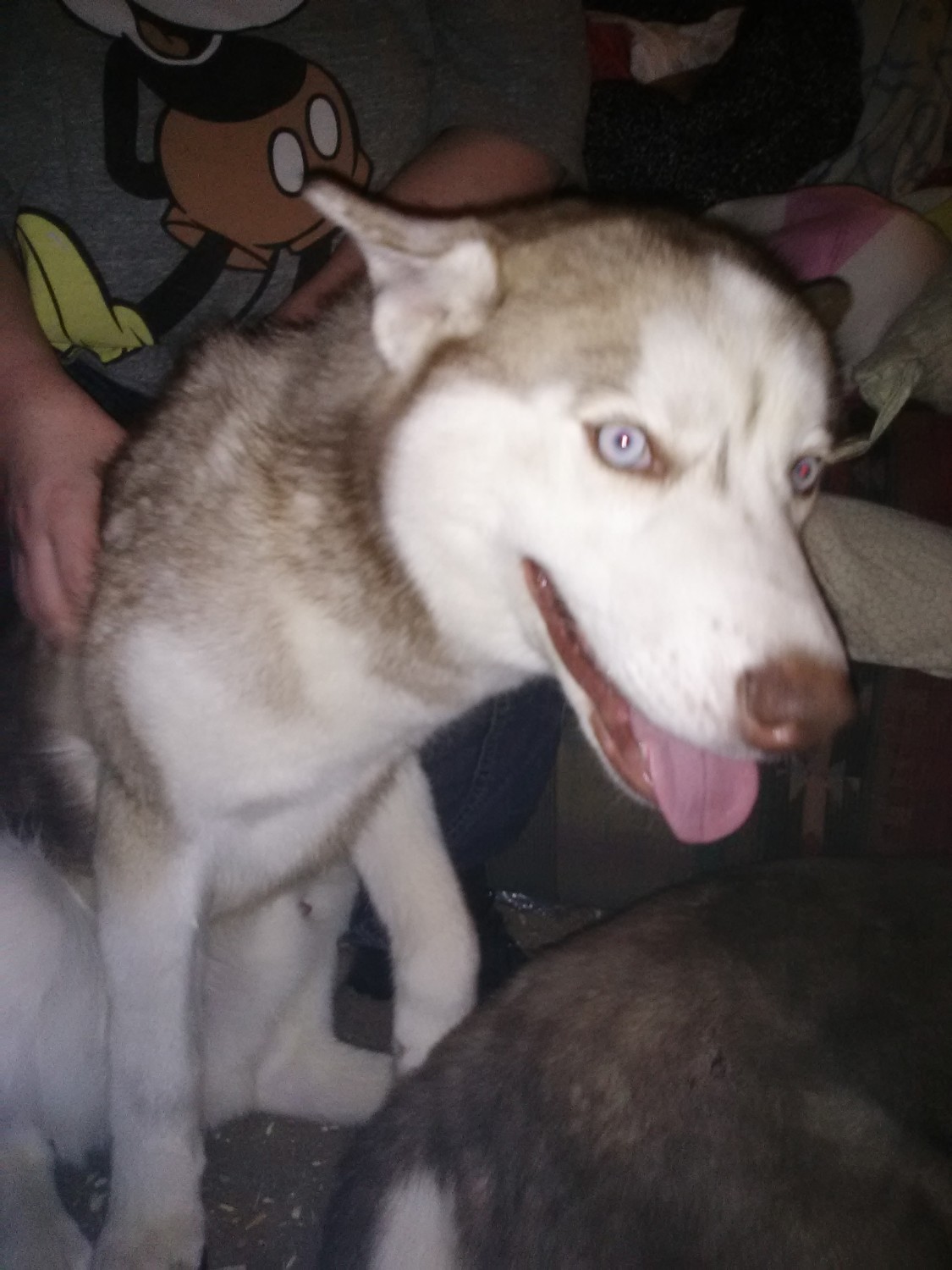 Alaskan Husky Puppies For Sale Salem, OR 304960