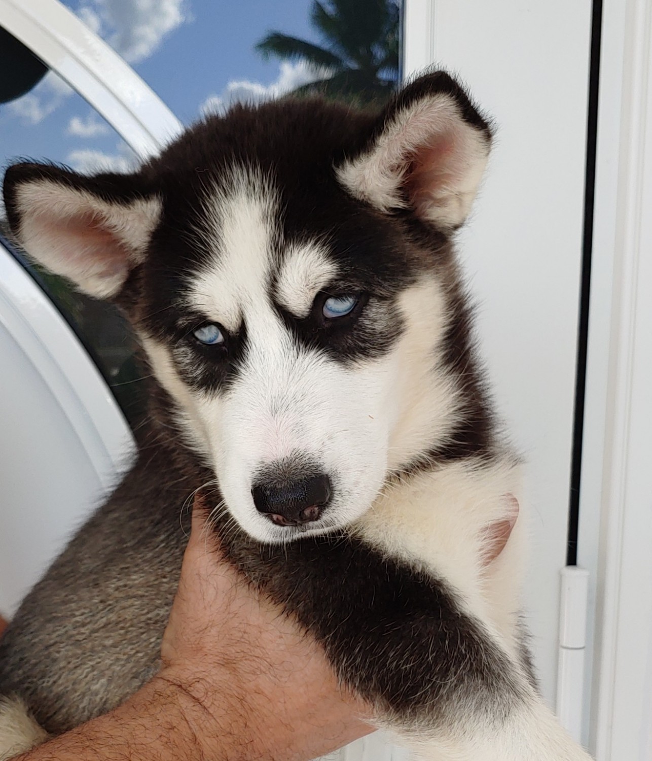 Alaskan Husky Puppies For Sale Miami, FL 310122