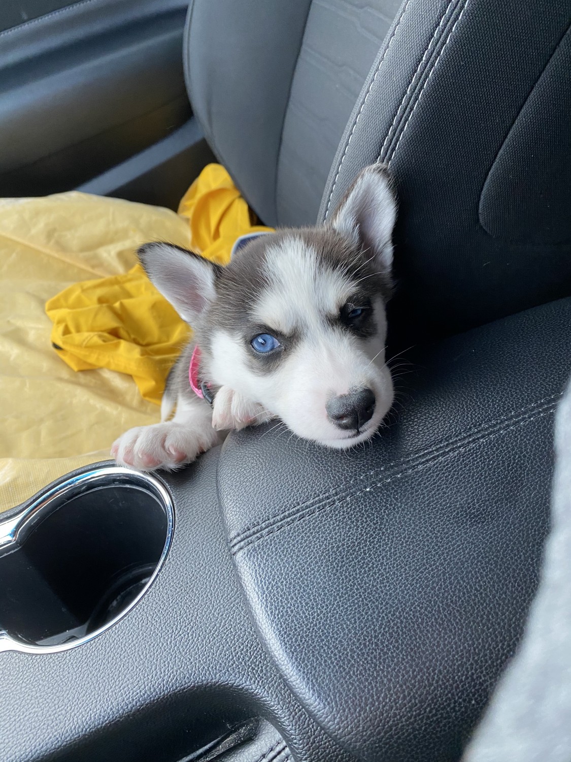 Alaskan Husky Puppies For Sale Mission, TX 317306