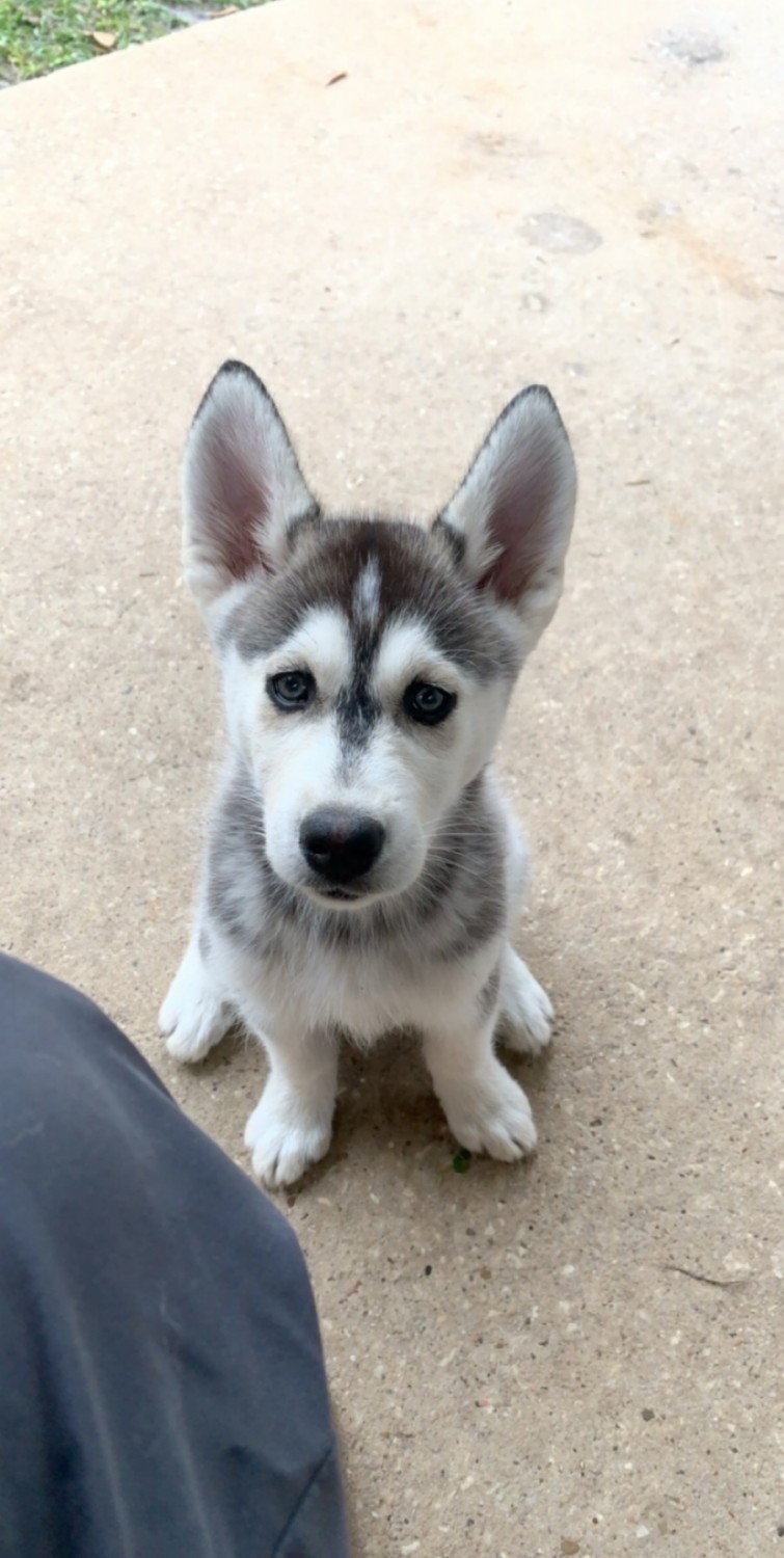 Alaskan Husky Puppies For Sale Houston, TX 320777