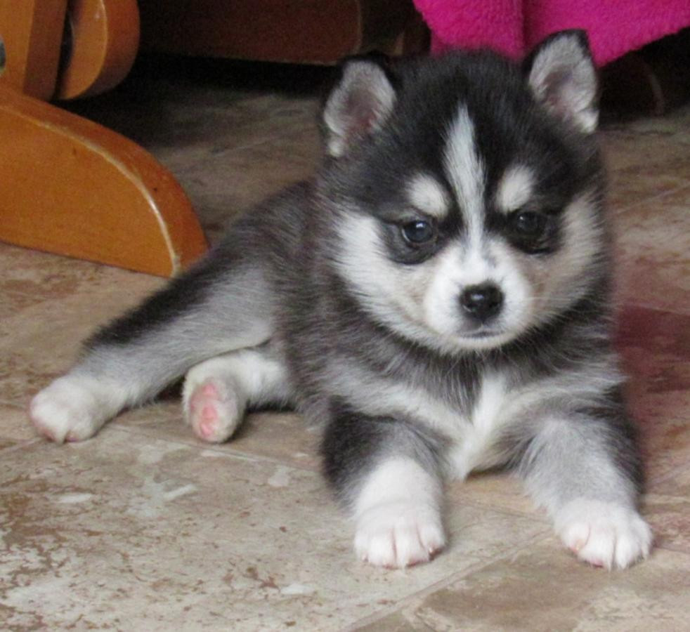45 Best Pictures Husky Puppies Central Florida : Siberian husky puppies for Sale in Miami, Florida ...