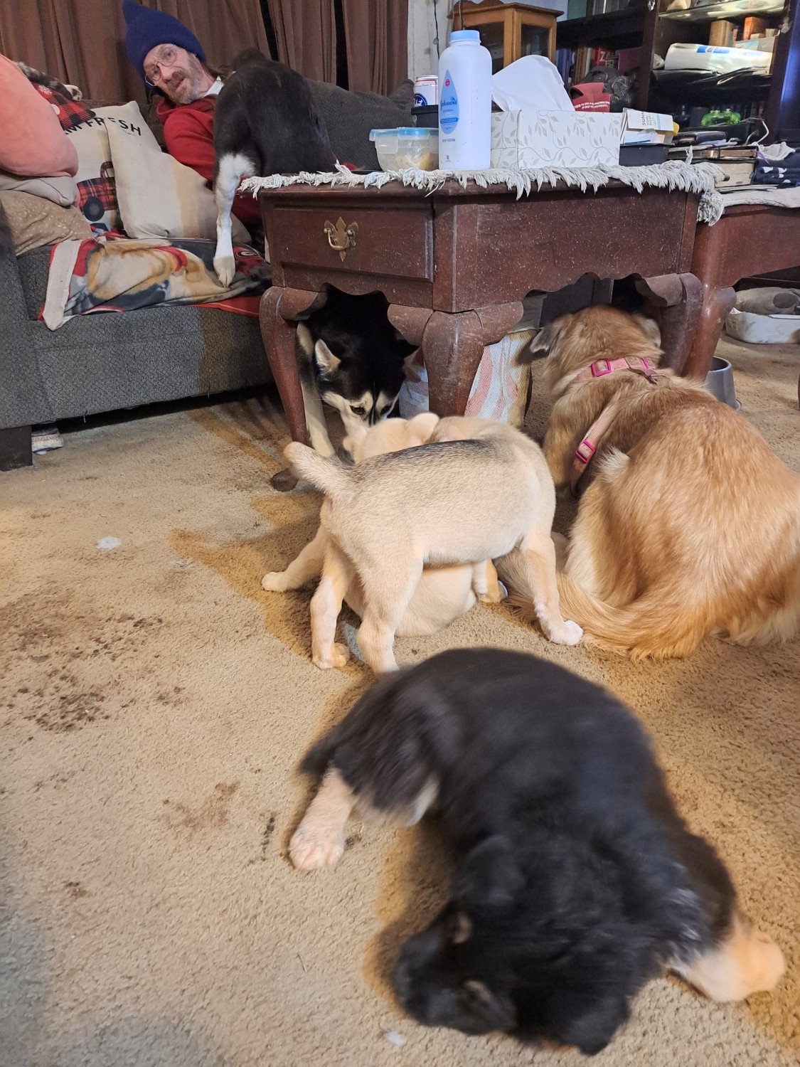 Alaskan Malamute Puppies For Sale Marion County, OR 563344