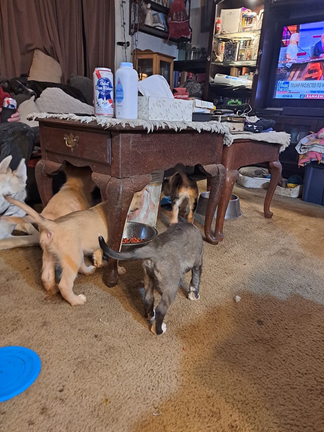 Alaskan Malamute Puppies For Sale Marion County, OR 563344