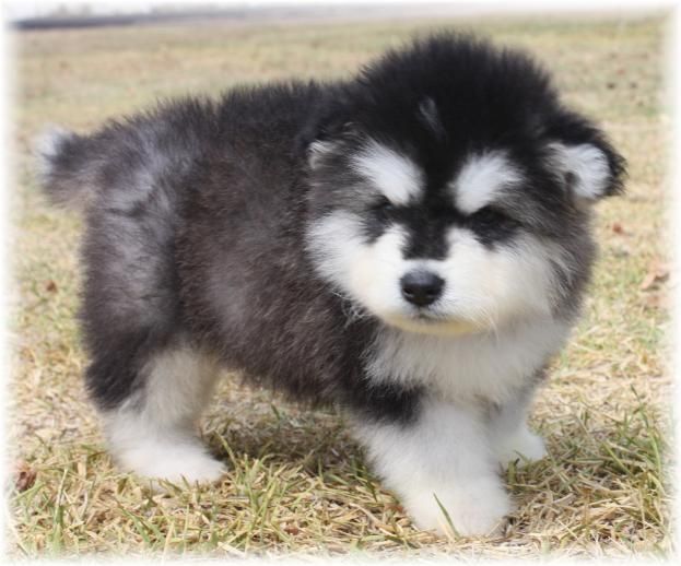 Alaskan Malamute Puppies For Sale | Tampa, FL #65182